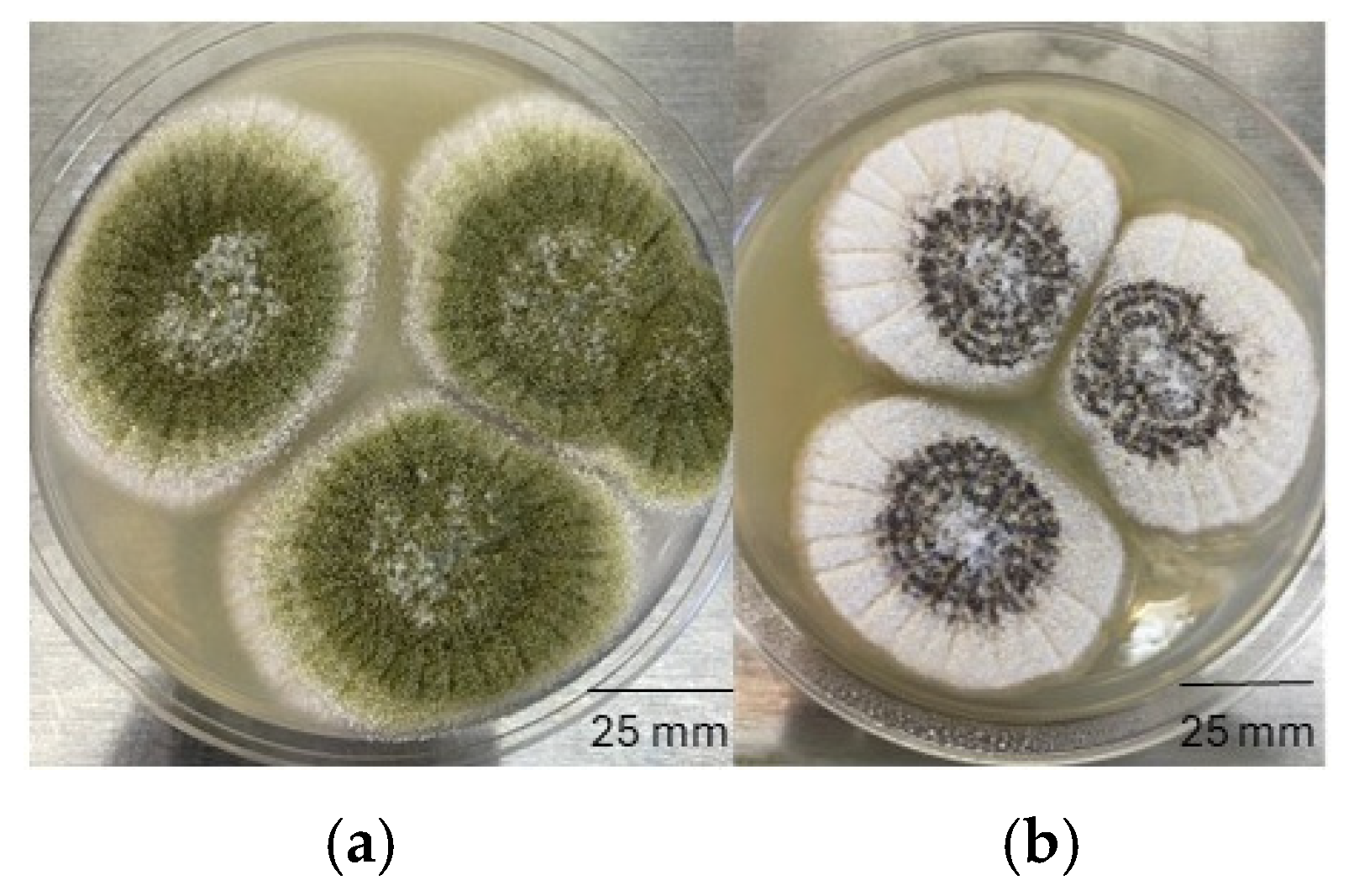 Toxins 17 00539 g004
