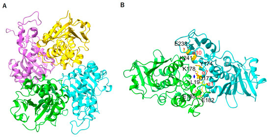 Structure of Ribosome-Inactivating Protein from Mirabilis jalapa