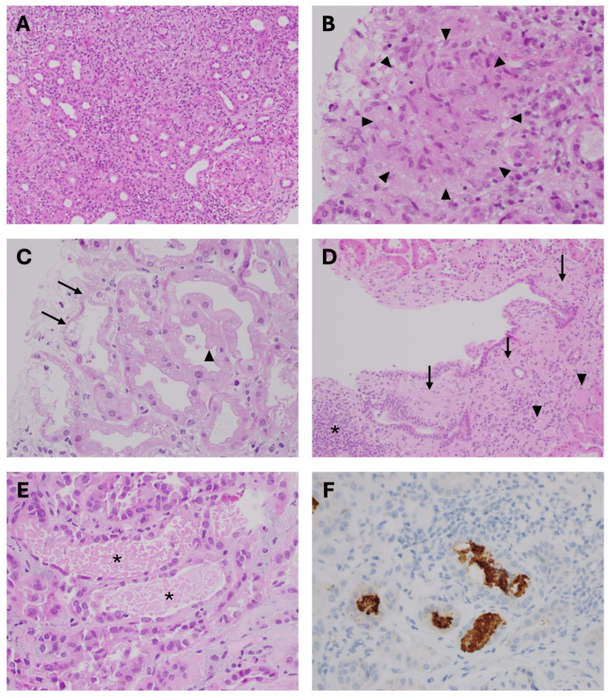 Toxins 17 00578 g001