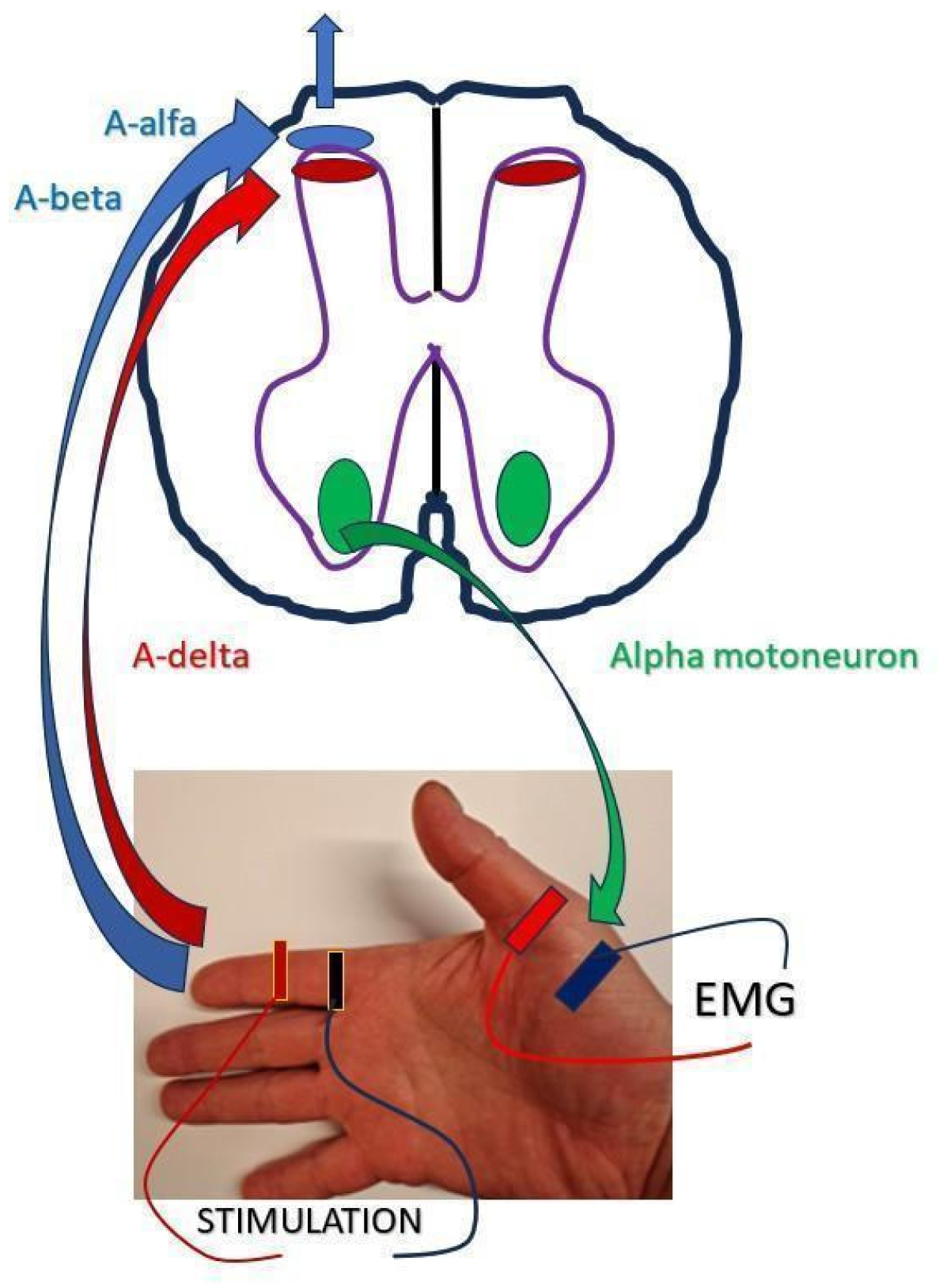 Toxins 18 00021 g002 Toxins 18 00021 g002
