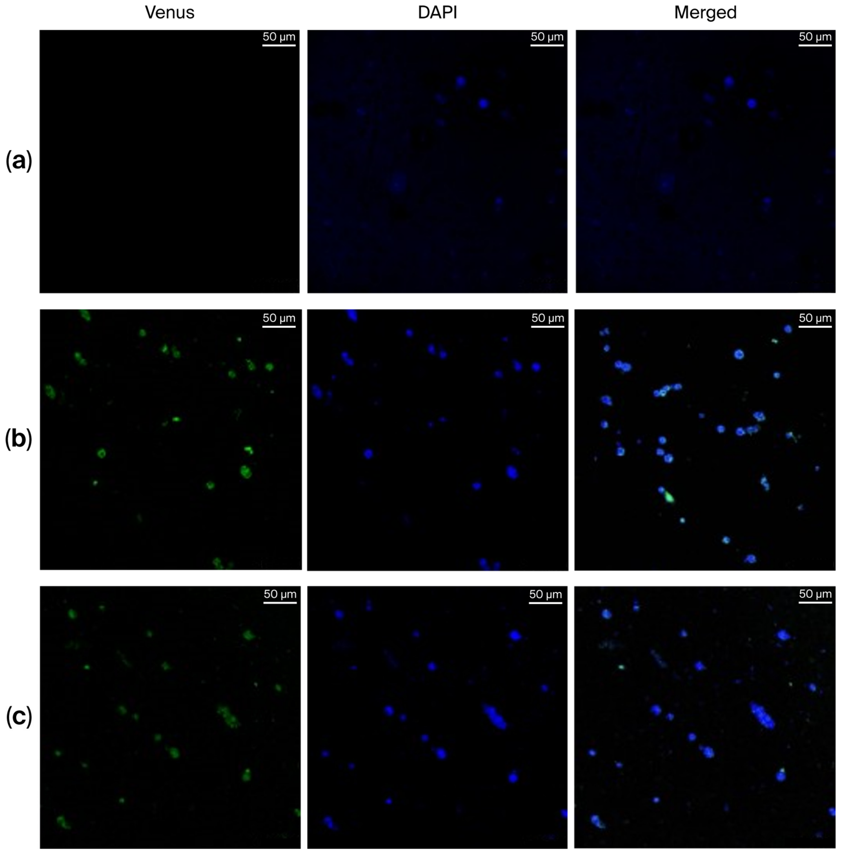Toxins 18 00247 g005