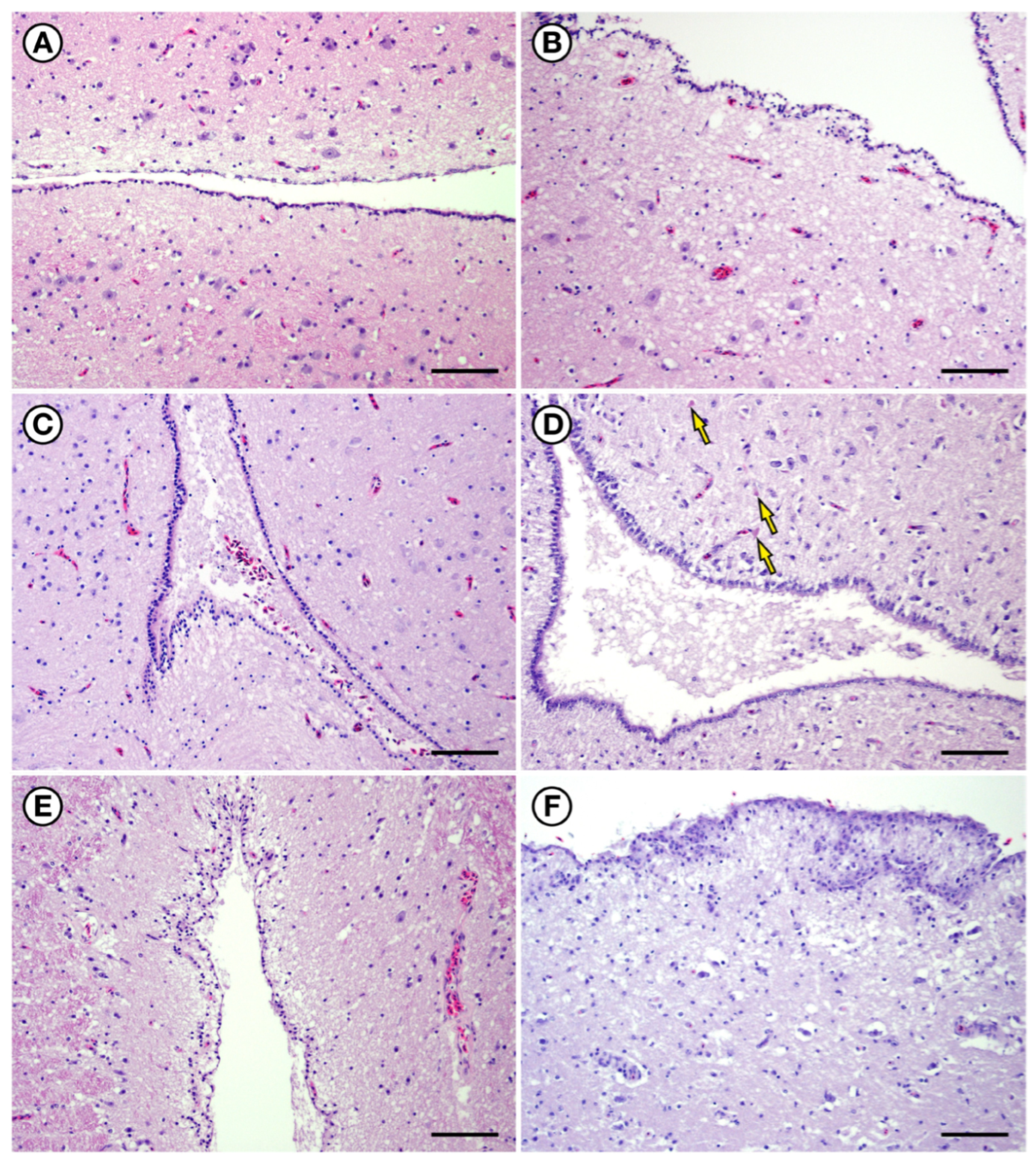 Toxins 18 00401 g018