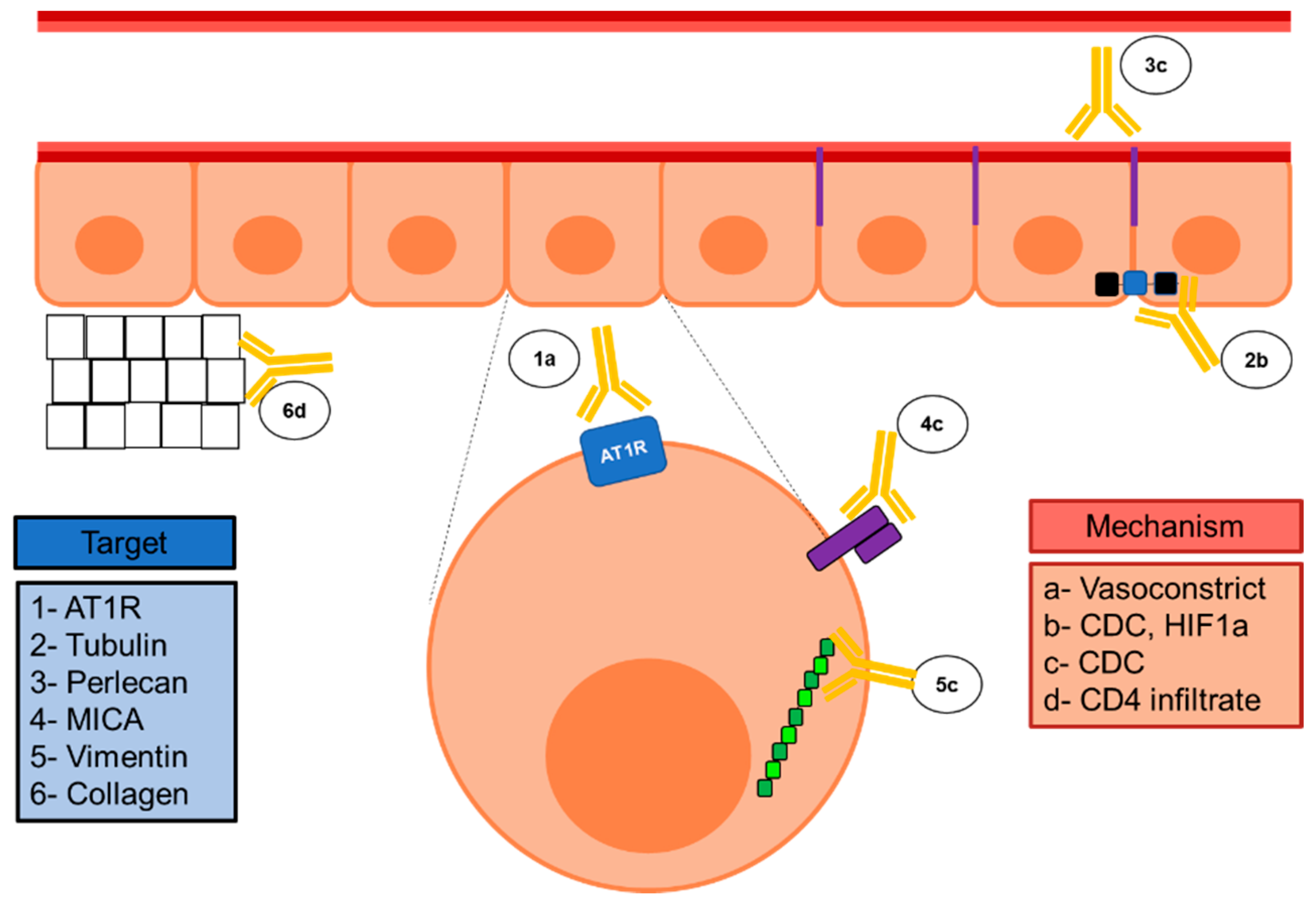 Transplantology 01 00003 g001