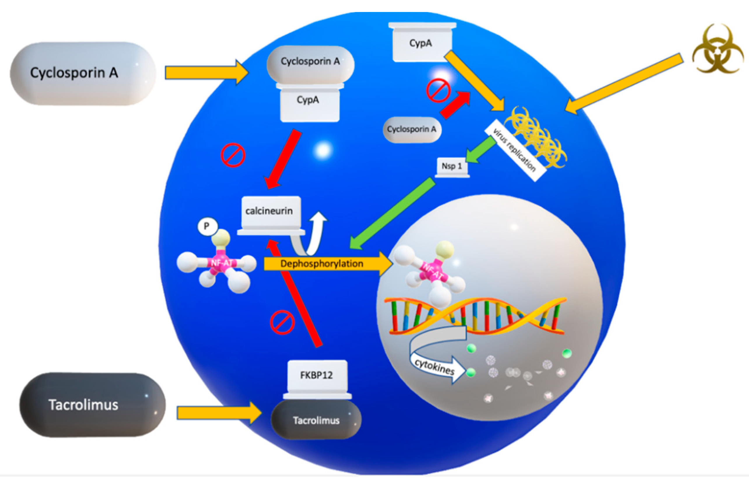 Transplantology 01 00007 g001 Transplantology 01 00007 g001