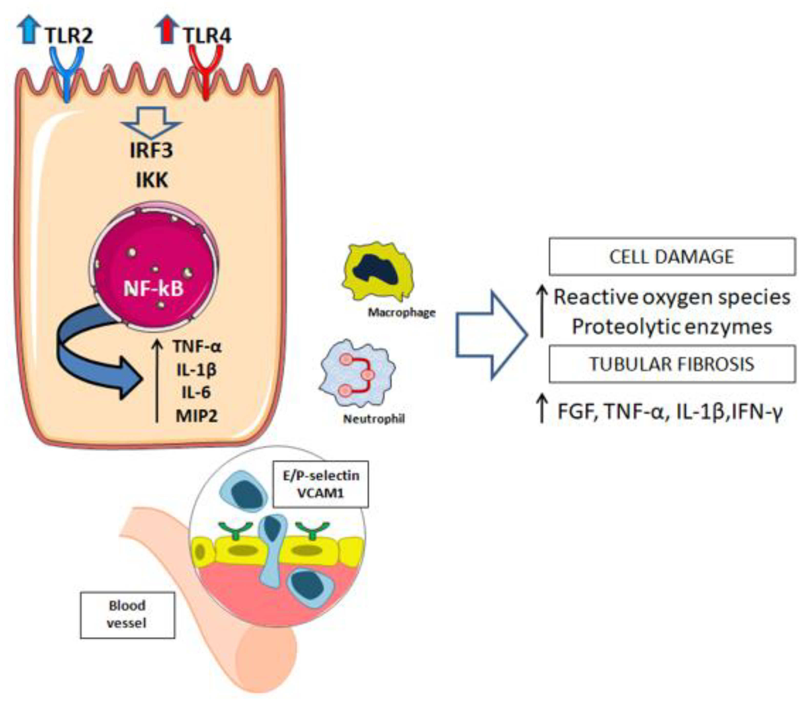 Transplantology 02 00018 g001 Transplantology 02 00018 g001