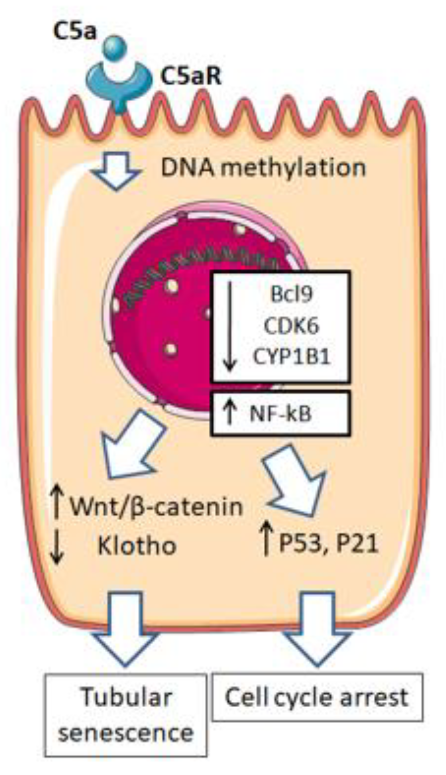 Transplantology 02 00018 g002 Transplantology 02 00018 g002
