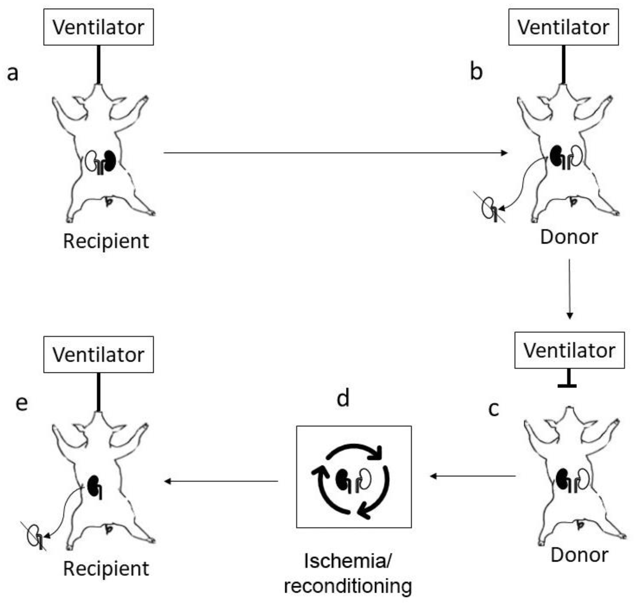 Transplantology 02 00021 g001