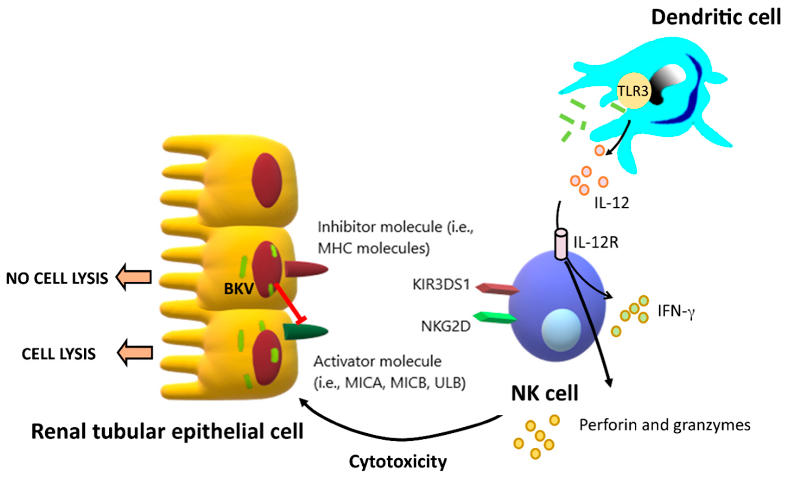 Transplantology Free FullText Innate Immunity Response to BK Virus