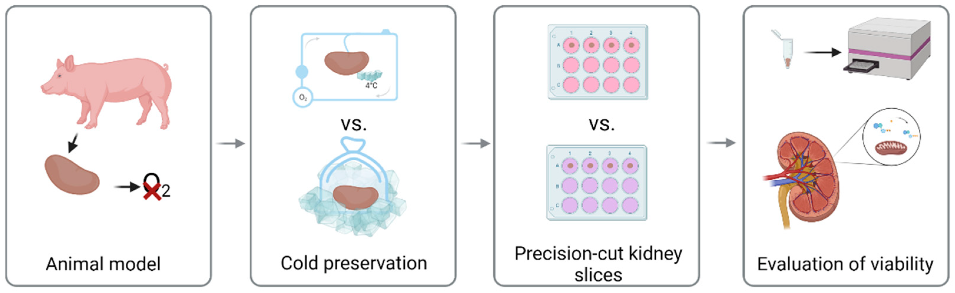 Transplantology 03 00015 g001