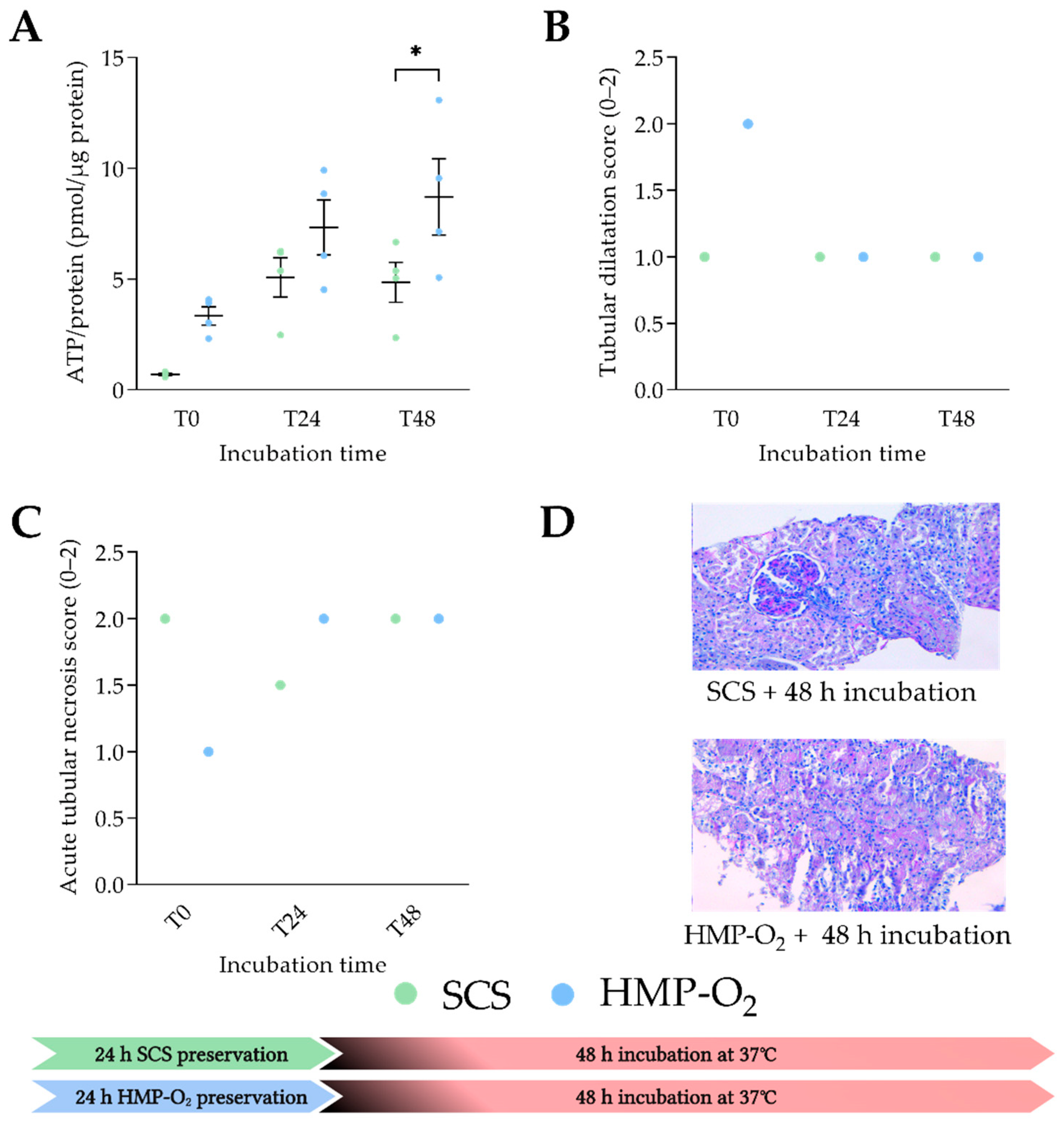 Transplantology 03 00015 g002