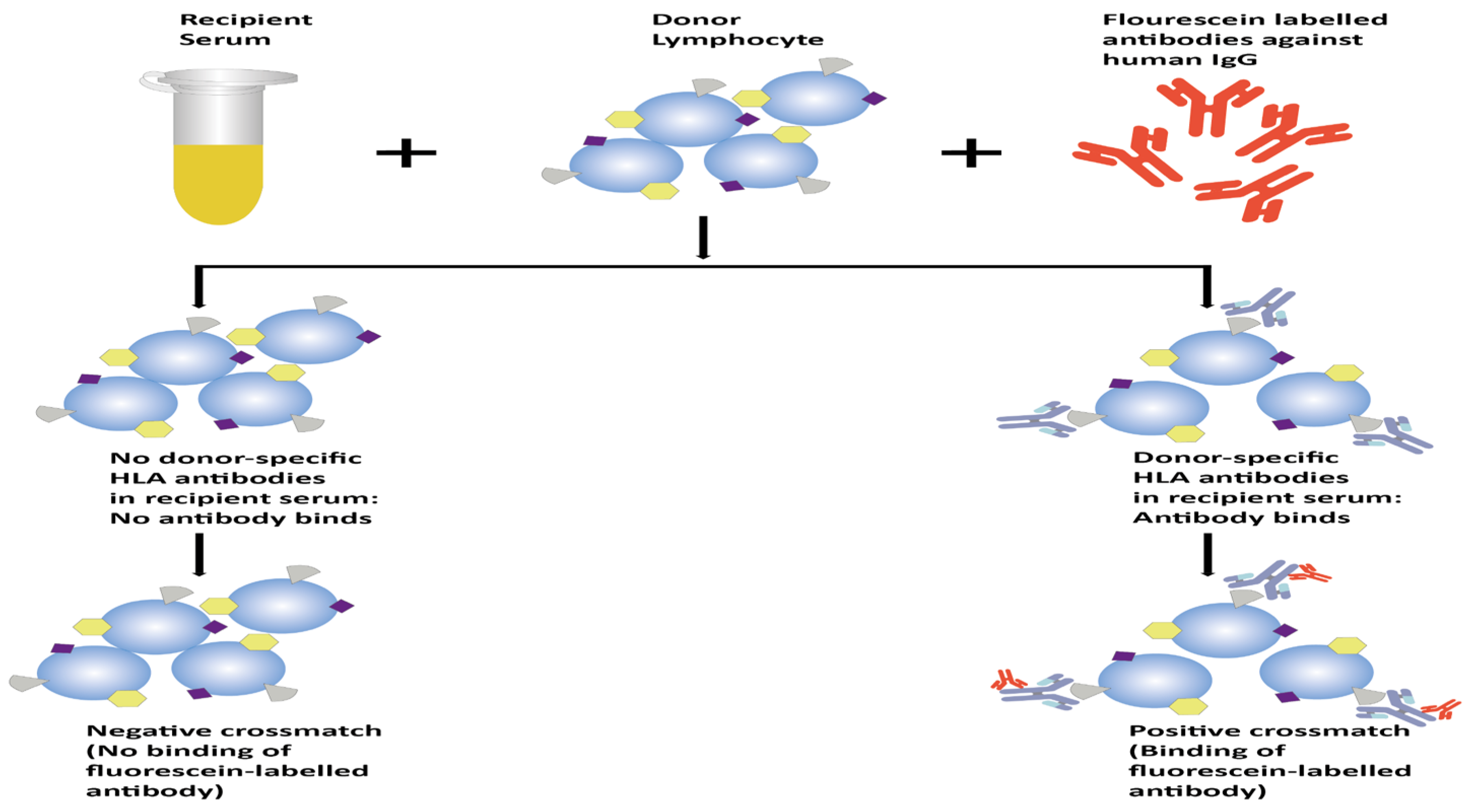 Transplantology 05 00009 g002 Transplantology 05 00009 g002