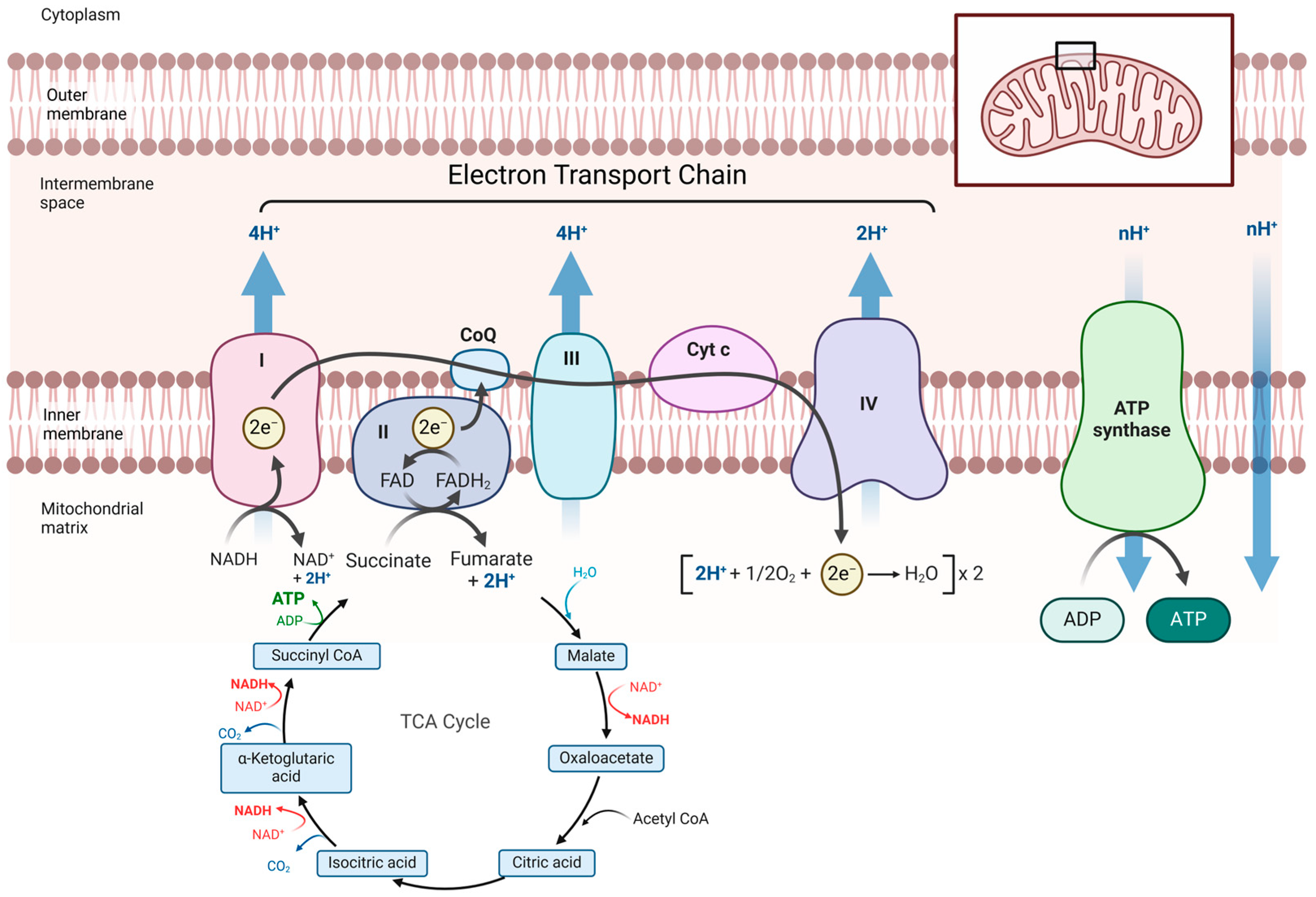 Transplantology 06 00008 g001
