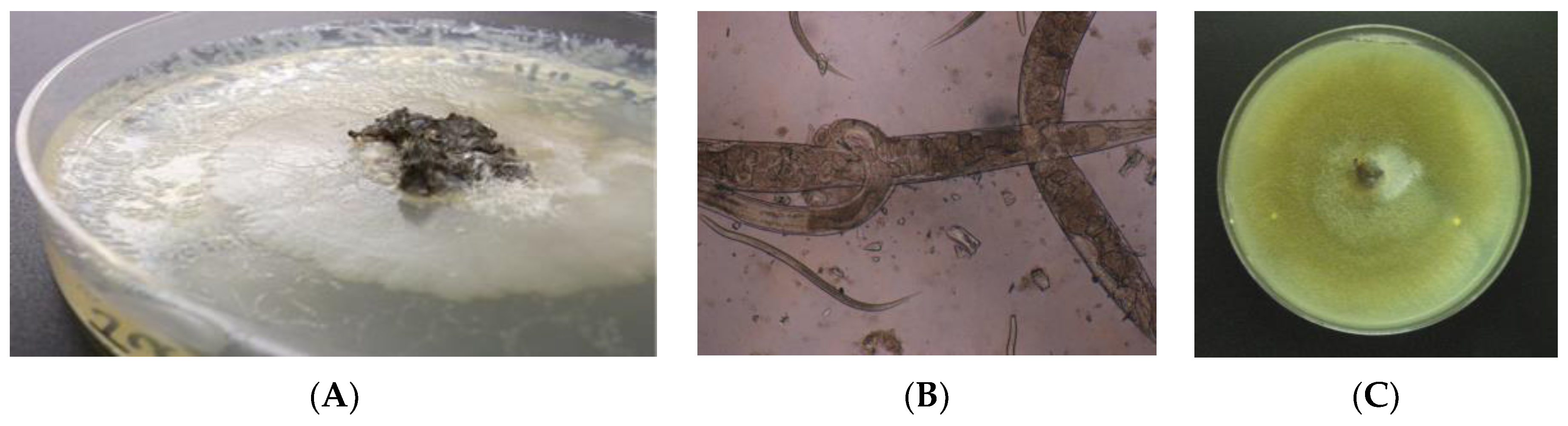 Tropicalmed 02 00051 g001