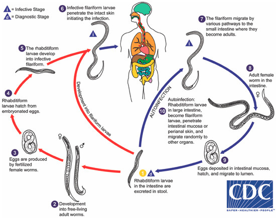 Tropicalmed Free Full Text The Unique Life Cycle Of Strongyloides Stercoralis And Implications For Public Health Action Html