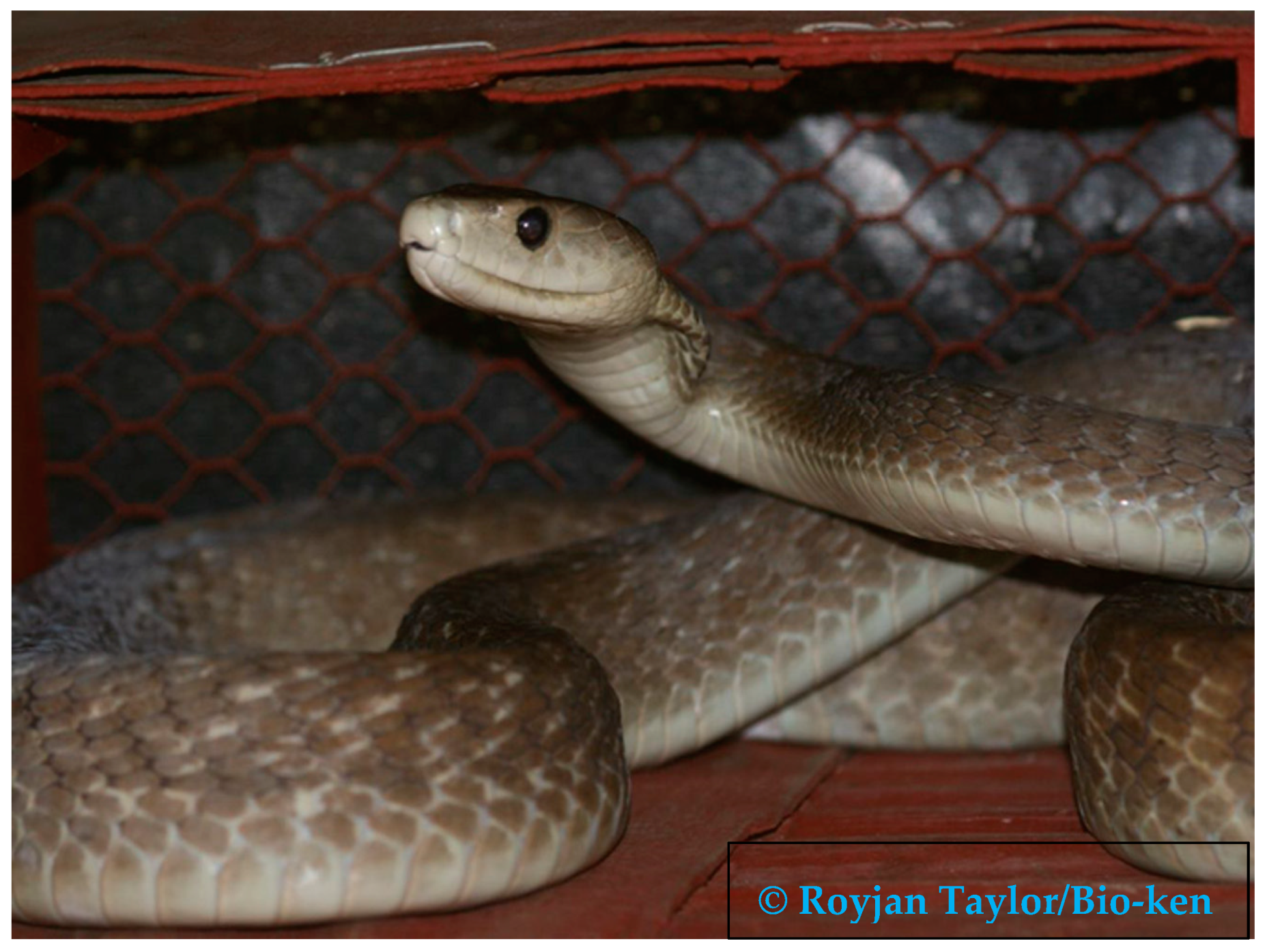 Tropicalmed 03 00104 g001