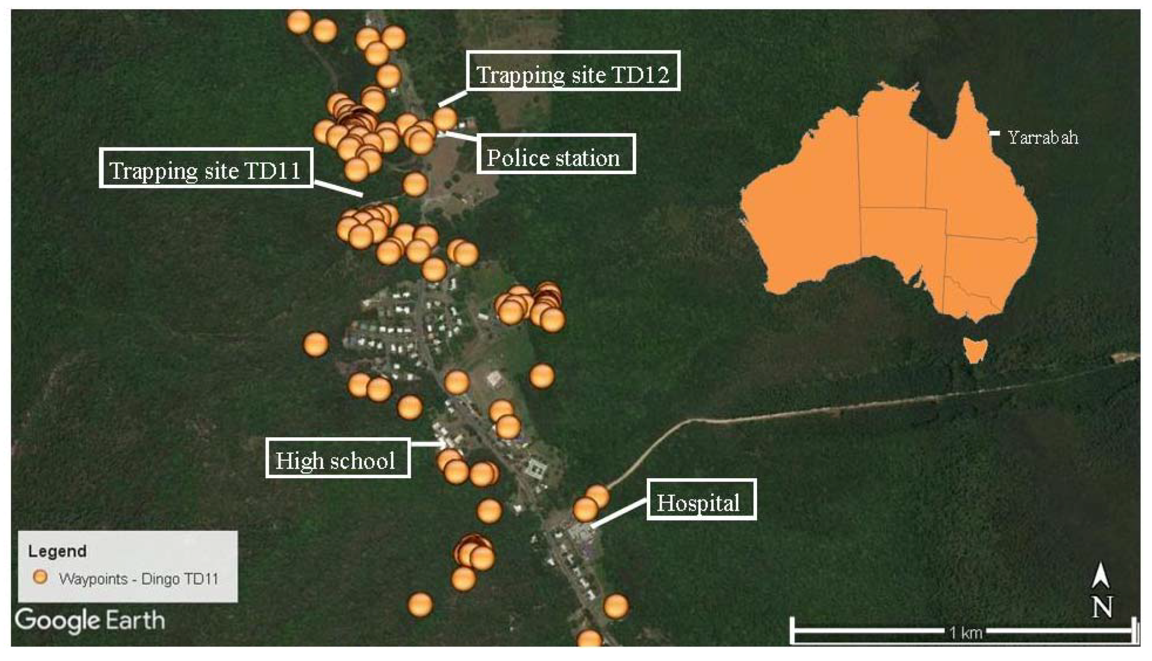 Tropicalmed Free Full Text Zoonotic Helminth Diseases In Dogs And Dingoes Utilising Shared Resources In An Australian Aboriginal Community Html