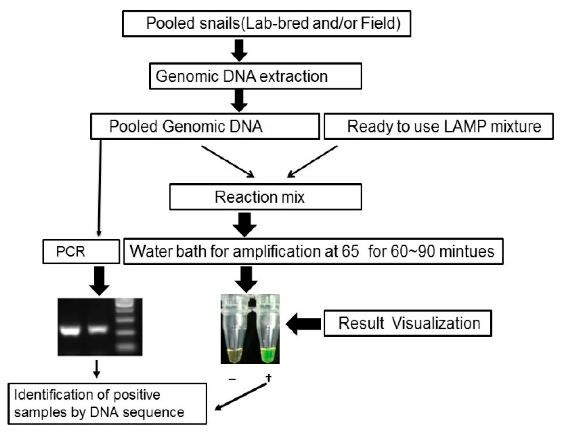 Tropicalmed 03 00124 g001