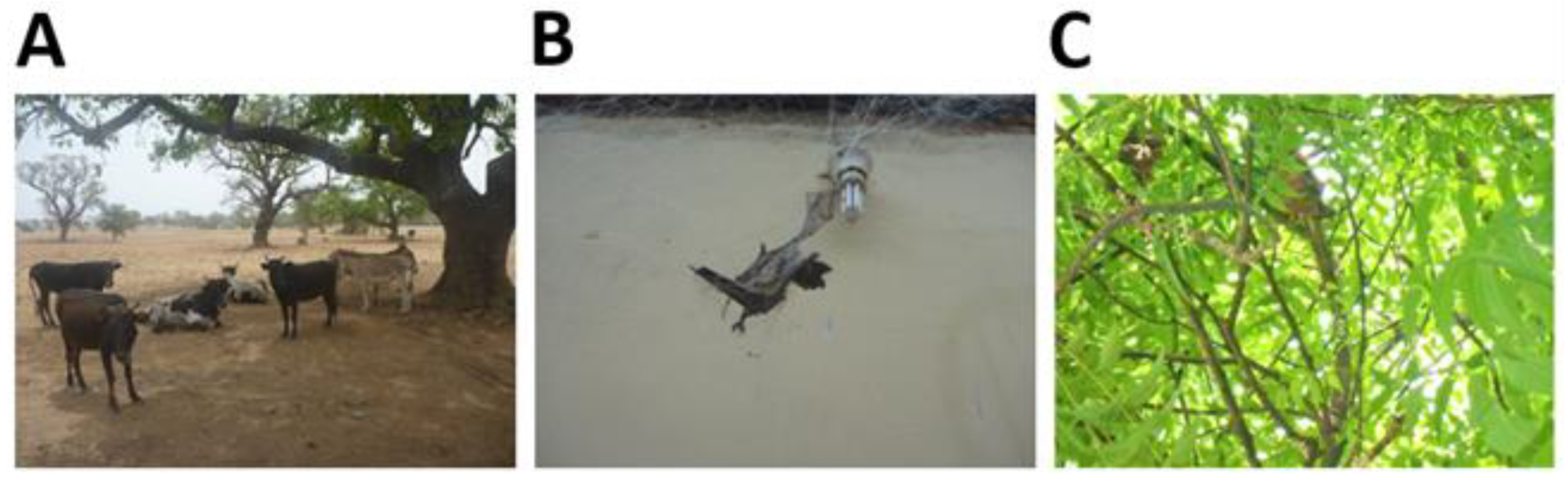 Tropicalmed 04 00034 g003