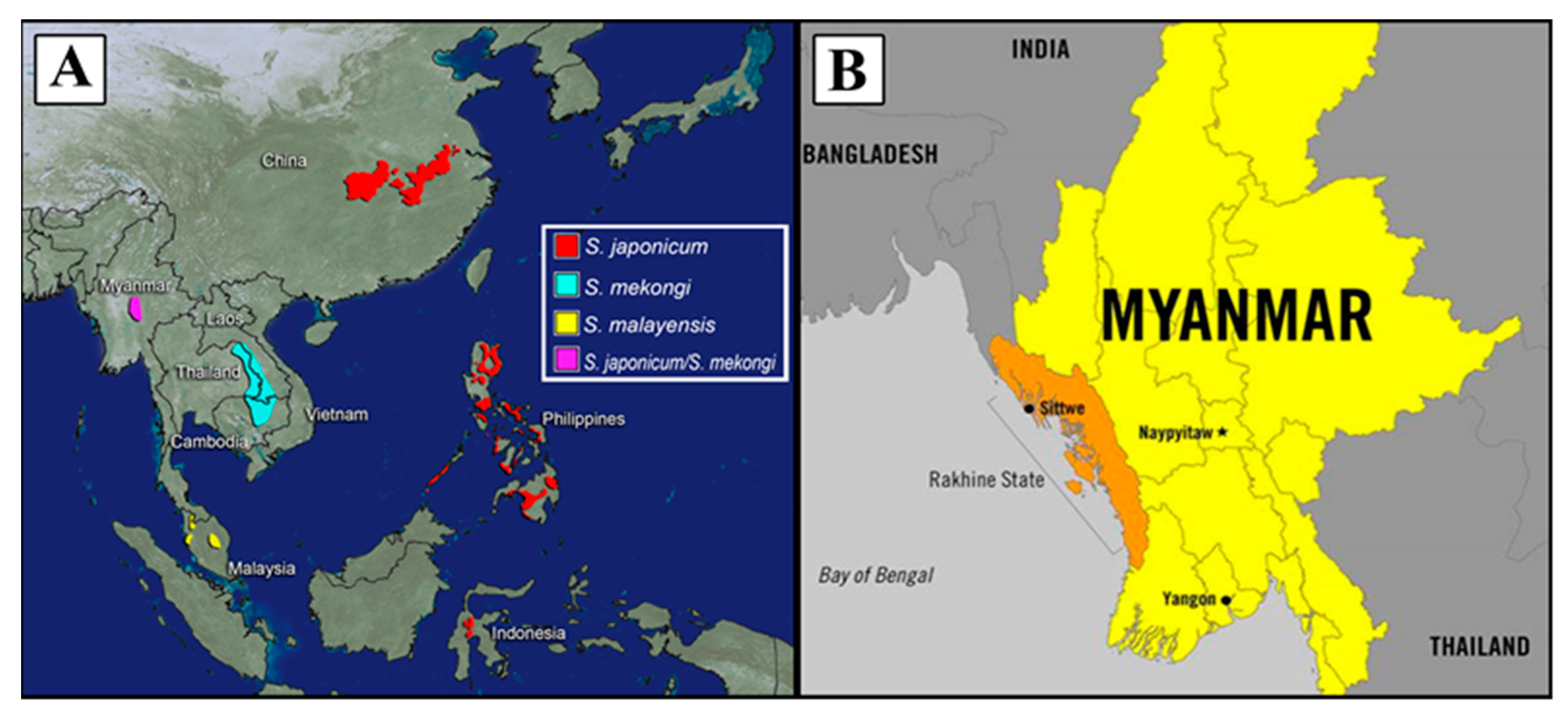 schistosomiasis treatment philippines specia paraziților