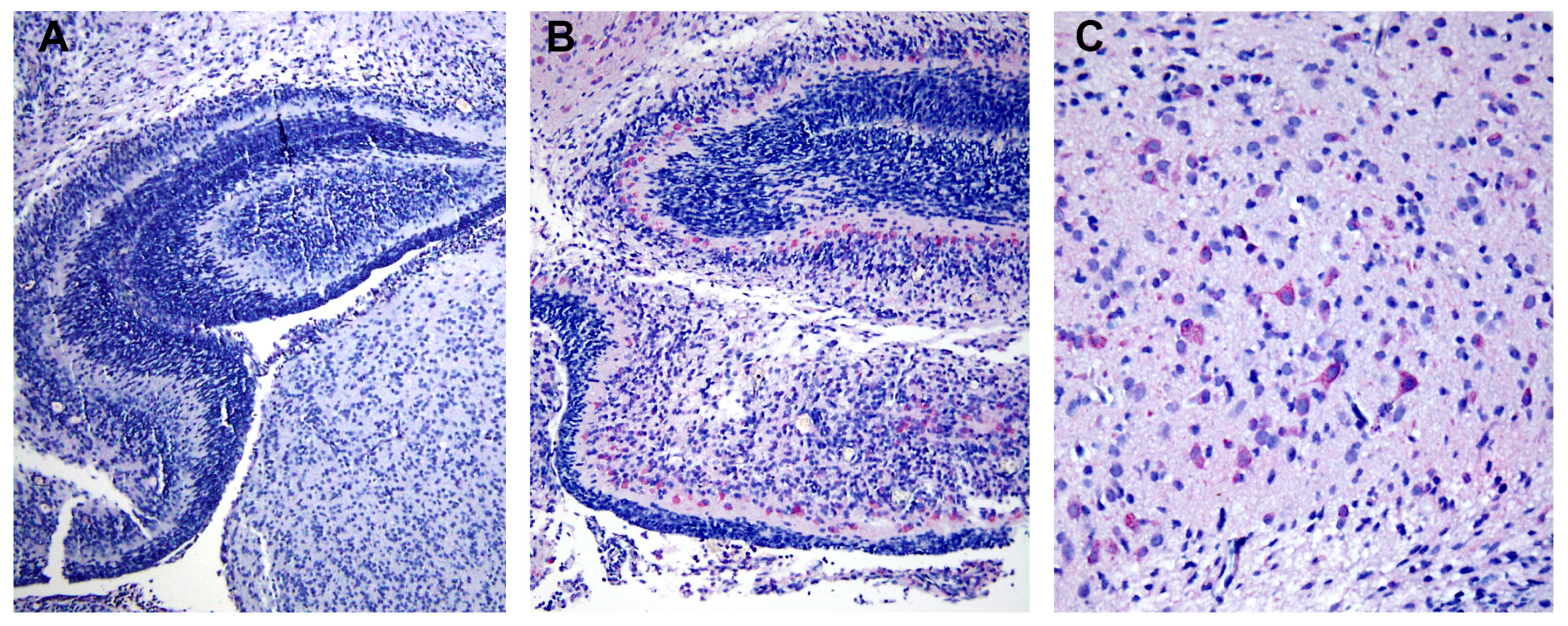 Tropicalmed 04 00063 g005