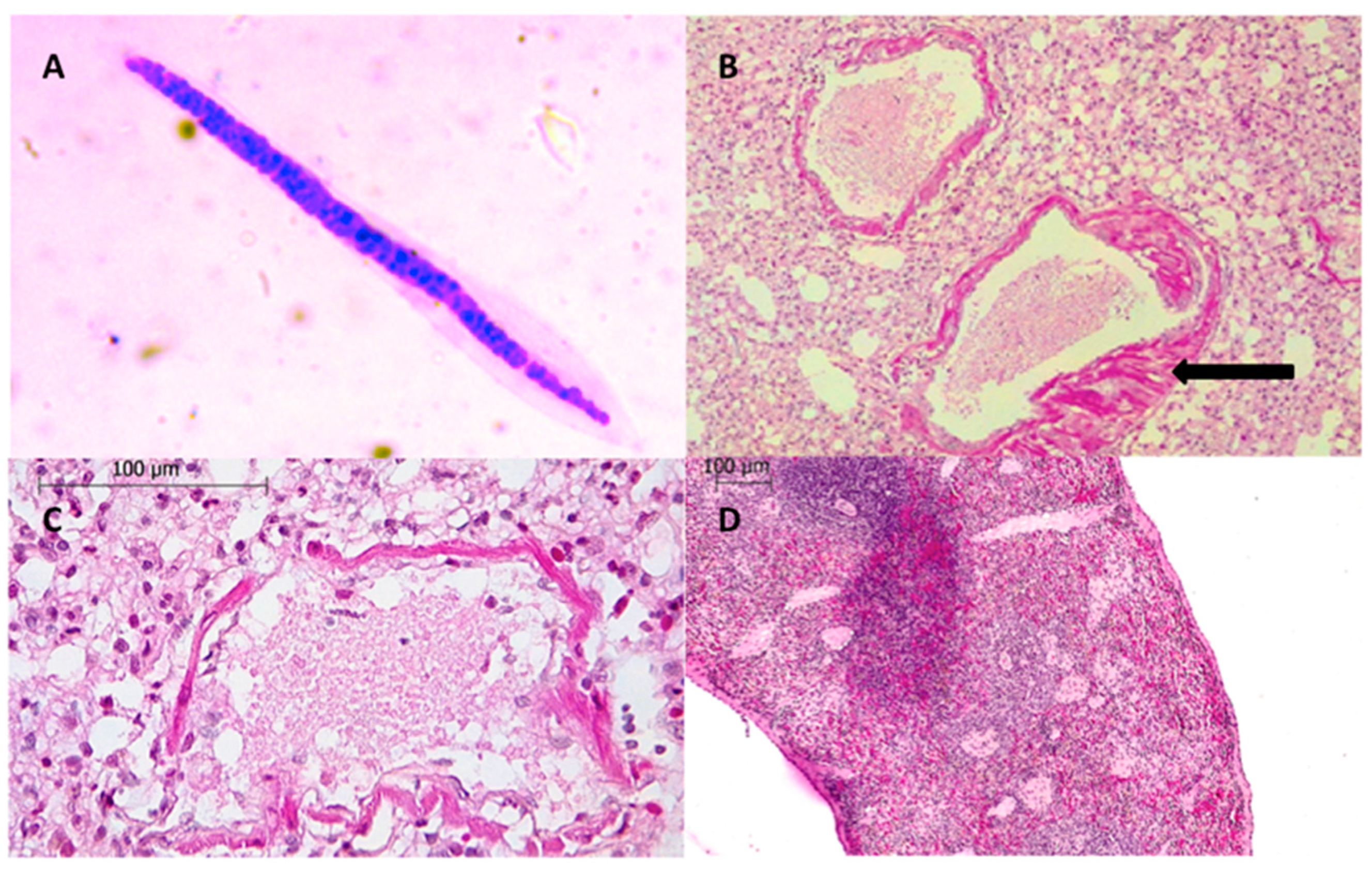 les hemoparasites szopók paraziták