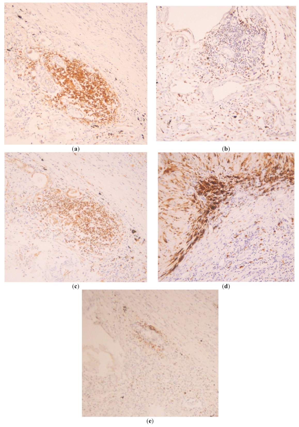 Tropicalmed 04 00084 g002