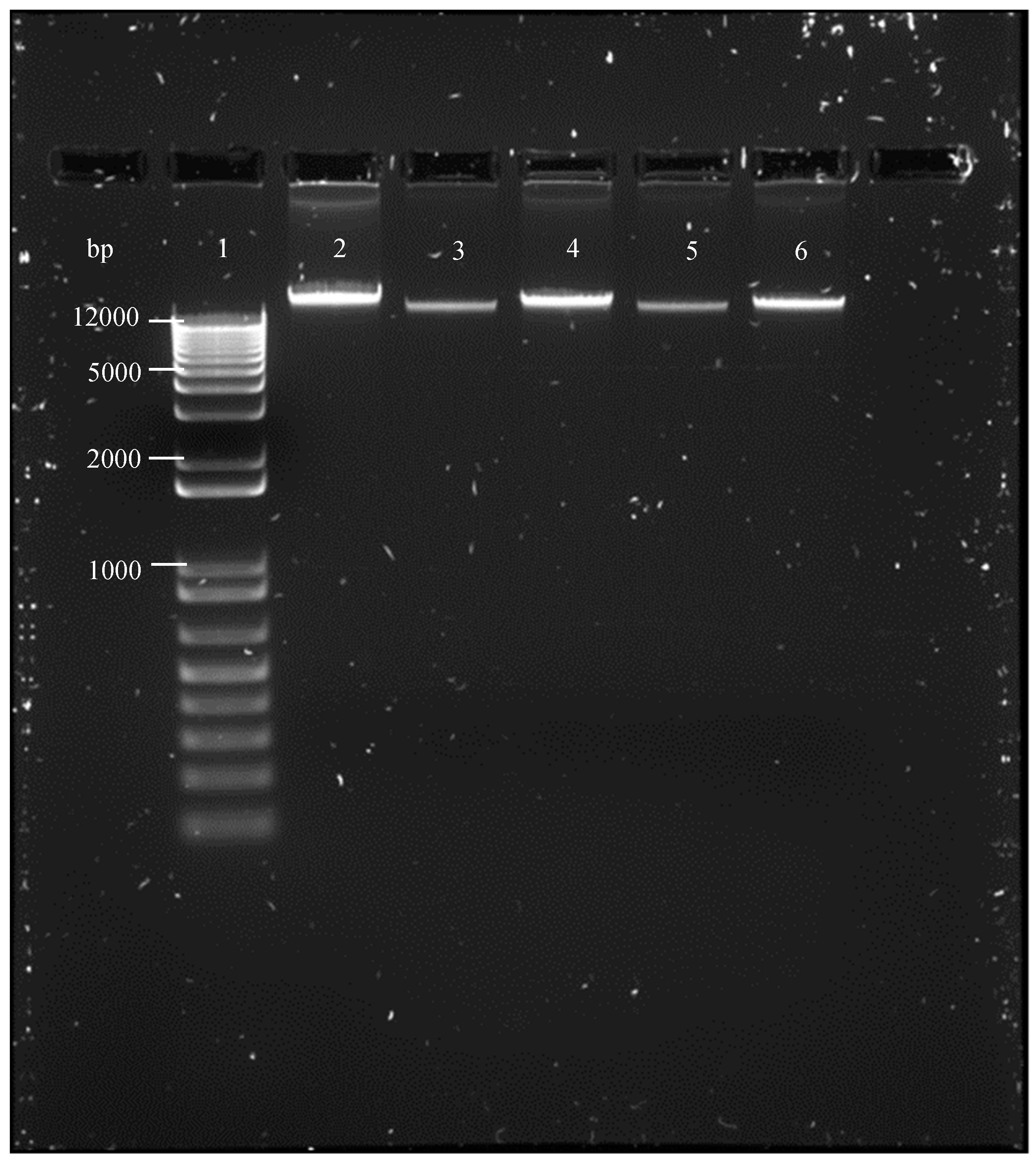 Tropicalmed 04 00098 g004 Tropicalmed 04 00098 g004