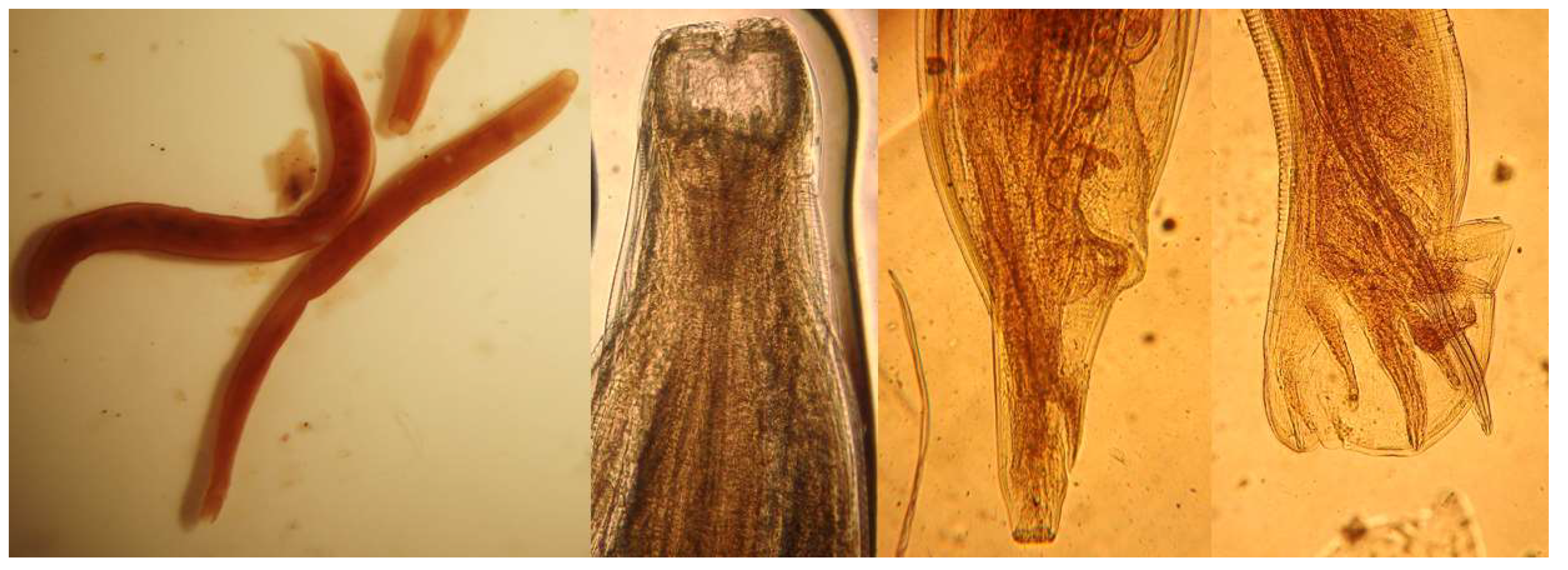 Tropicalmed 04 00106 g005