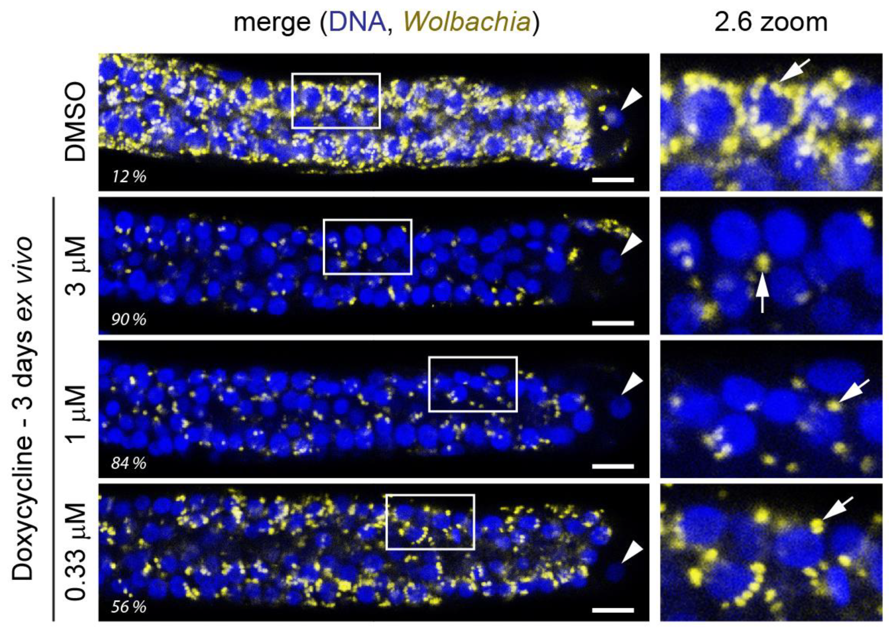 Tropicalmed 04 00108 g001 Tropicalmed 04 00108 g001