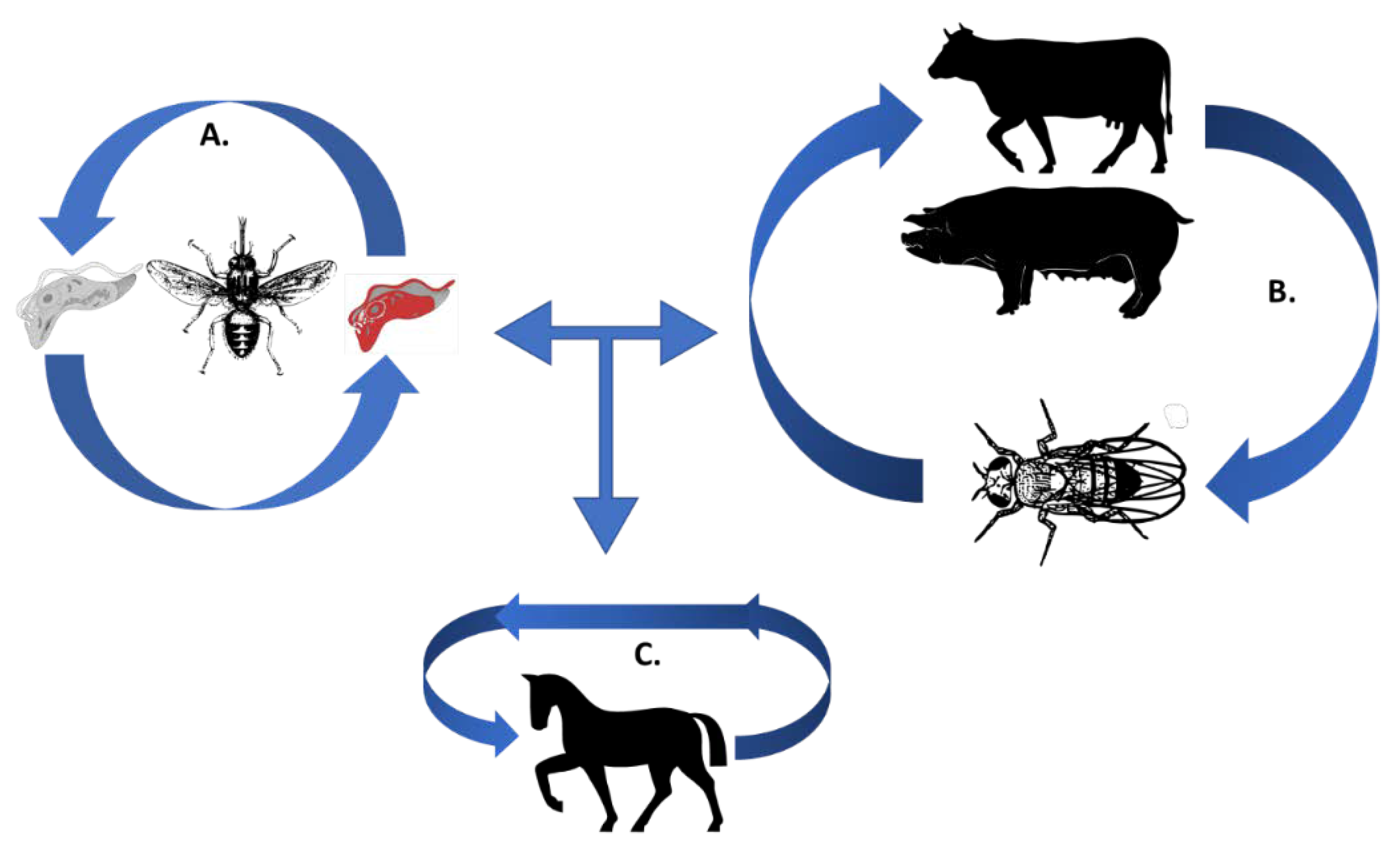 Tropicalmed 04 00126 g001 Tropicalmed 04 00126 g001