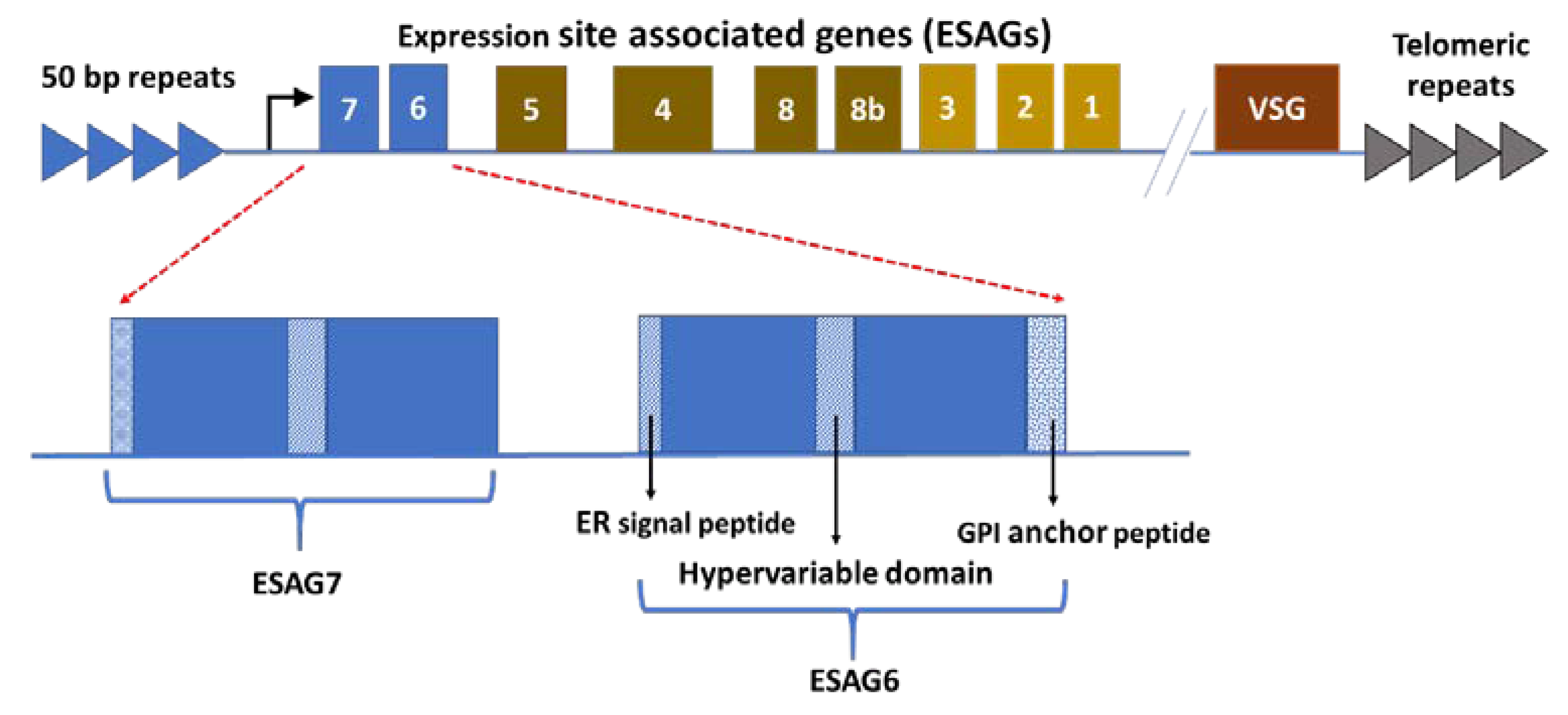 Tropicalmed 04 00126 g003 Tropicalmed 04 00126 g003