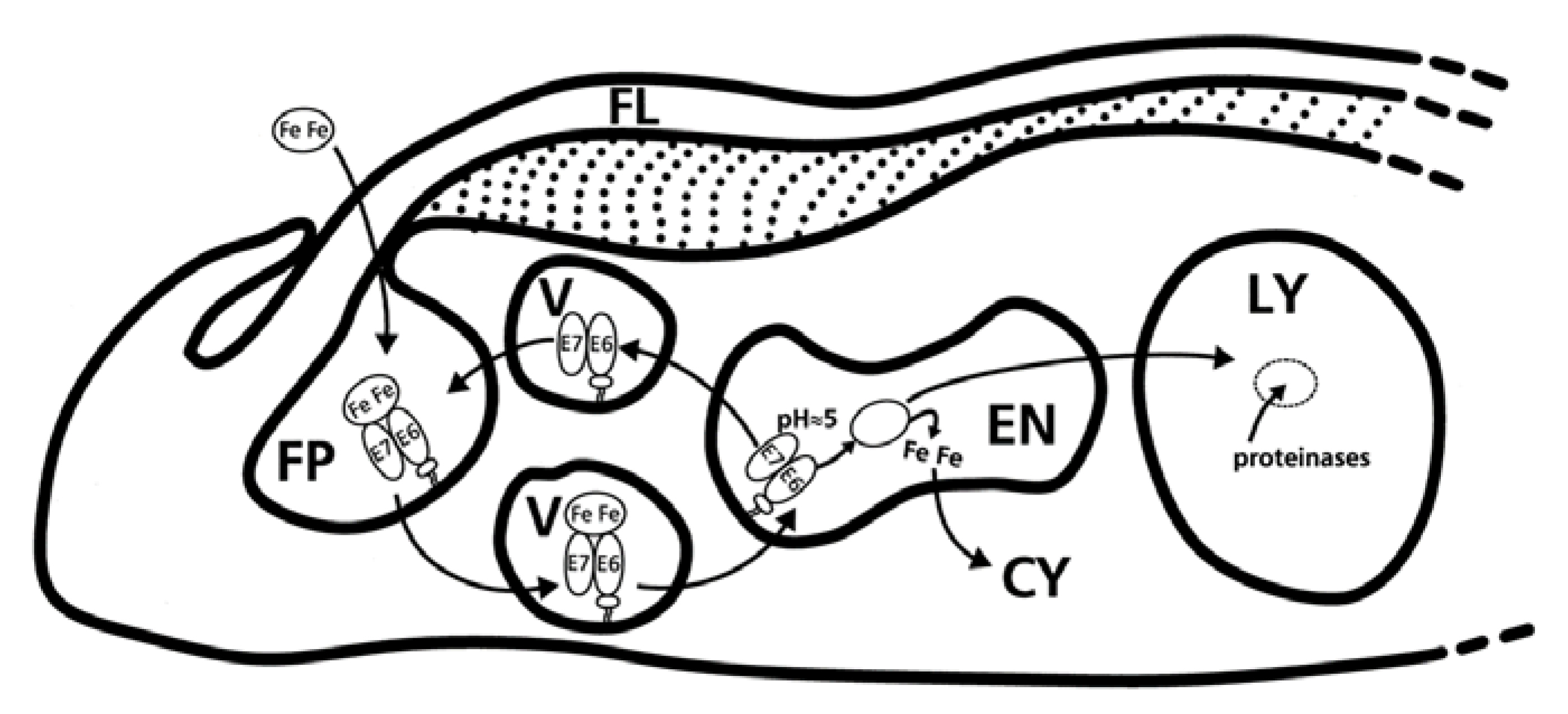 Tropicalmed 04 00126 g006 Tropicalmed 04 00126 g006