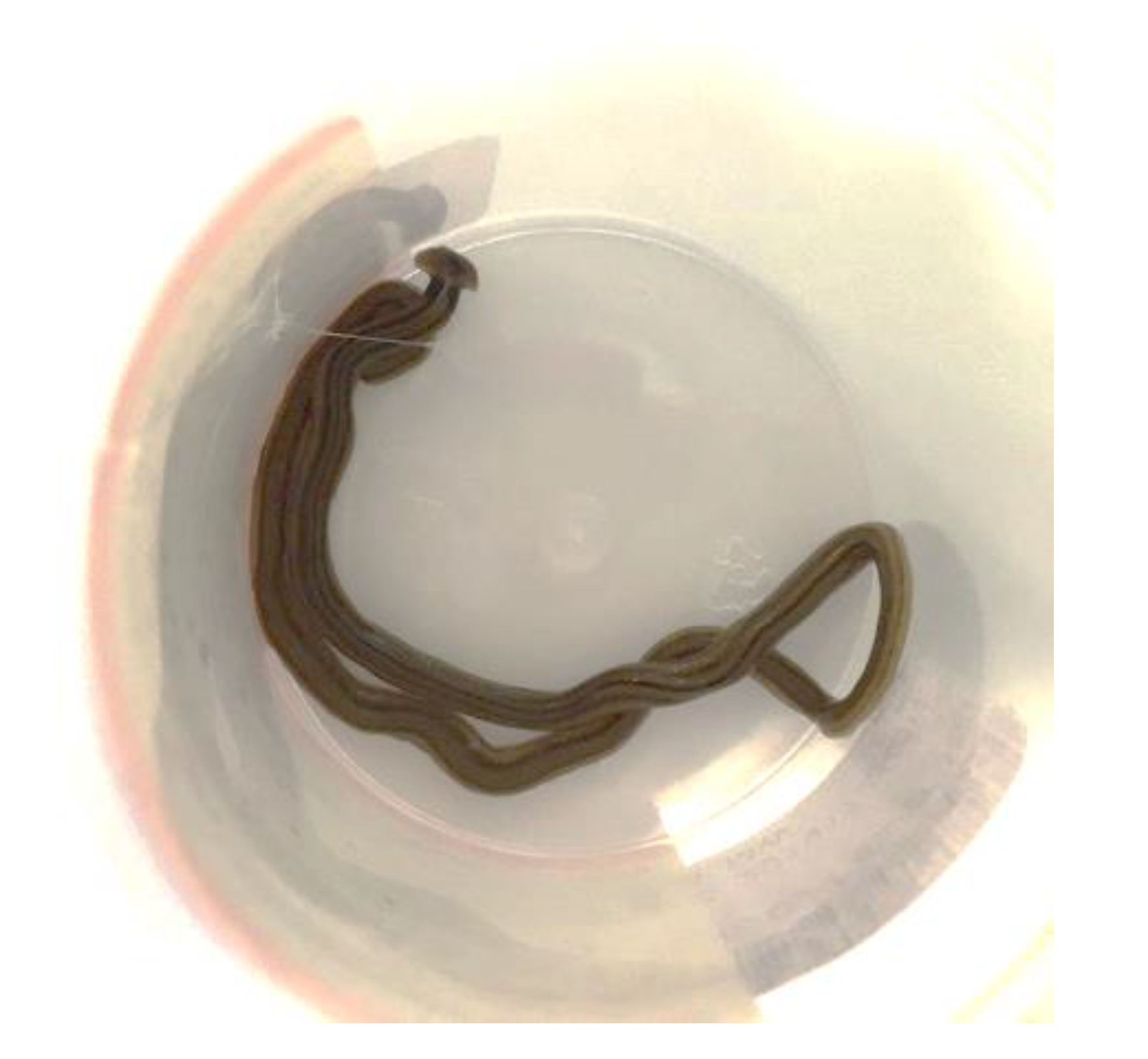 Tropicalmed 05 00008 g006 Tropicalmed 05 00008 g006