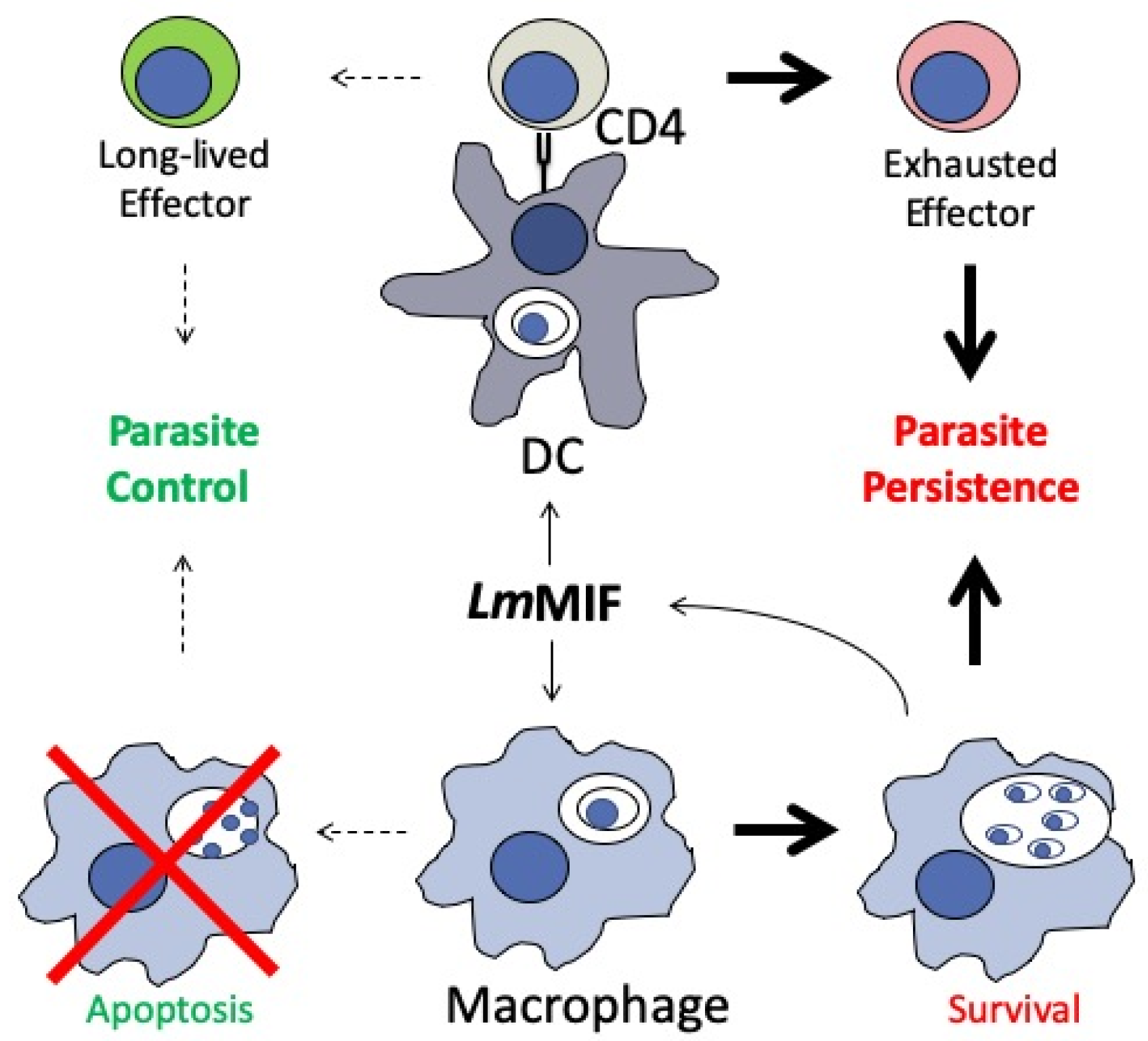 Tropicalmed 05 00046 g003