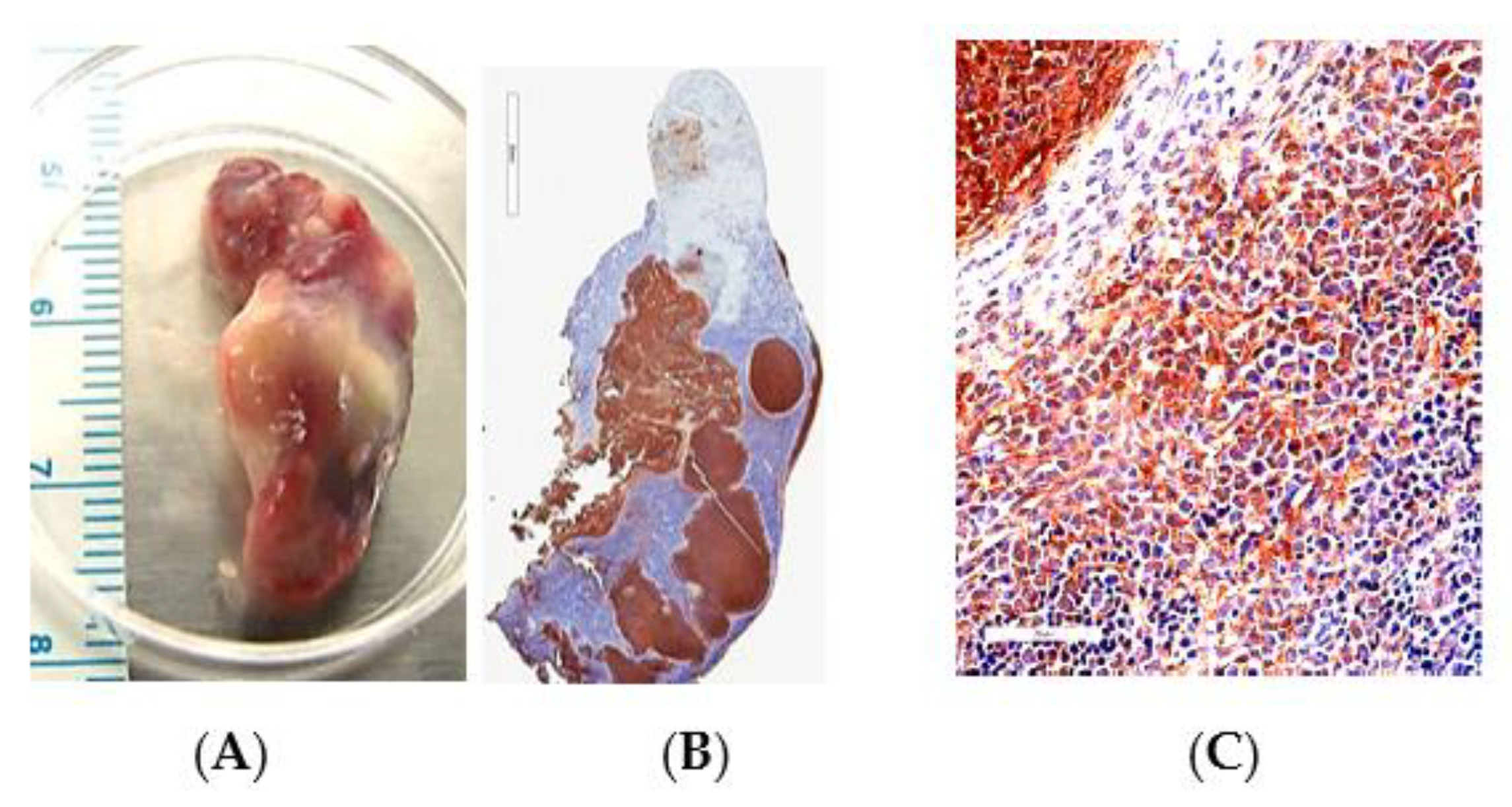 Tropicalmed 05 00065 g001 Tropicalmed 05 00065 g001