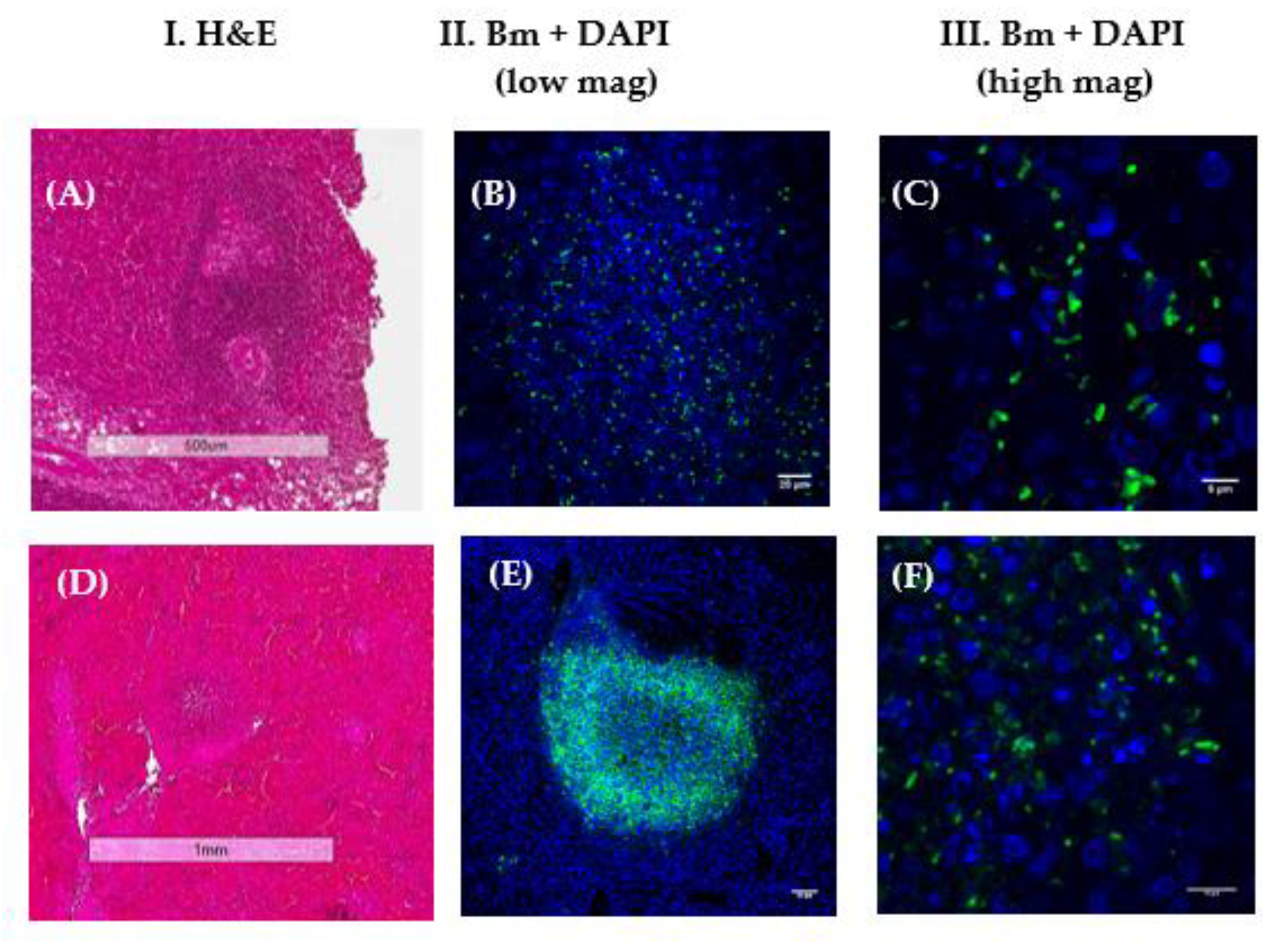 Tropicalmed 05 00065 g005 Tropicalmed 05 00065 g005