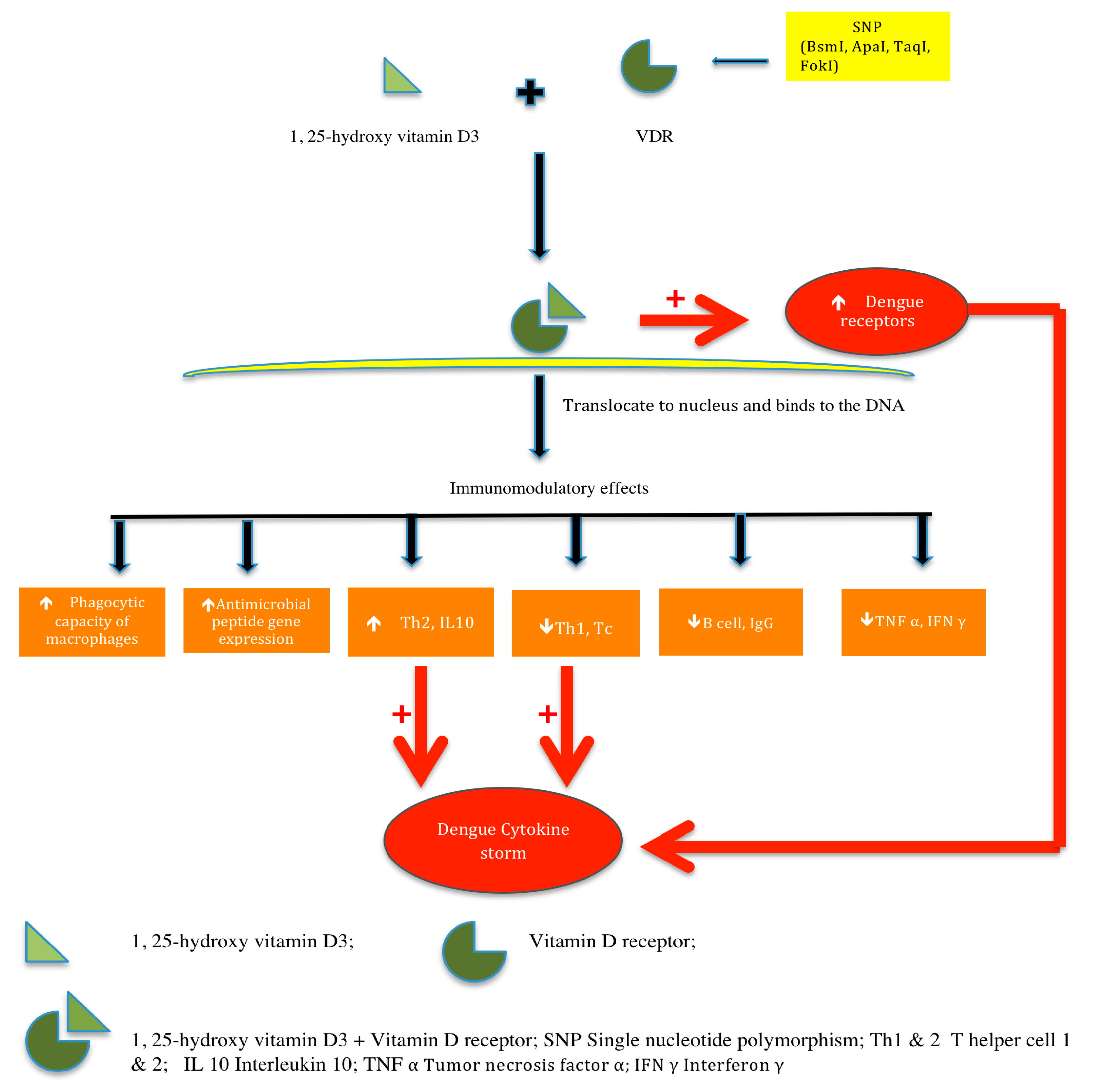 Tropicalmed 05 00072 g002 Tropicalmed 05 00072 g002