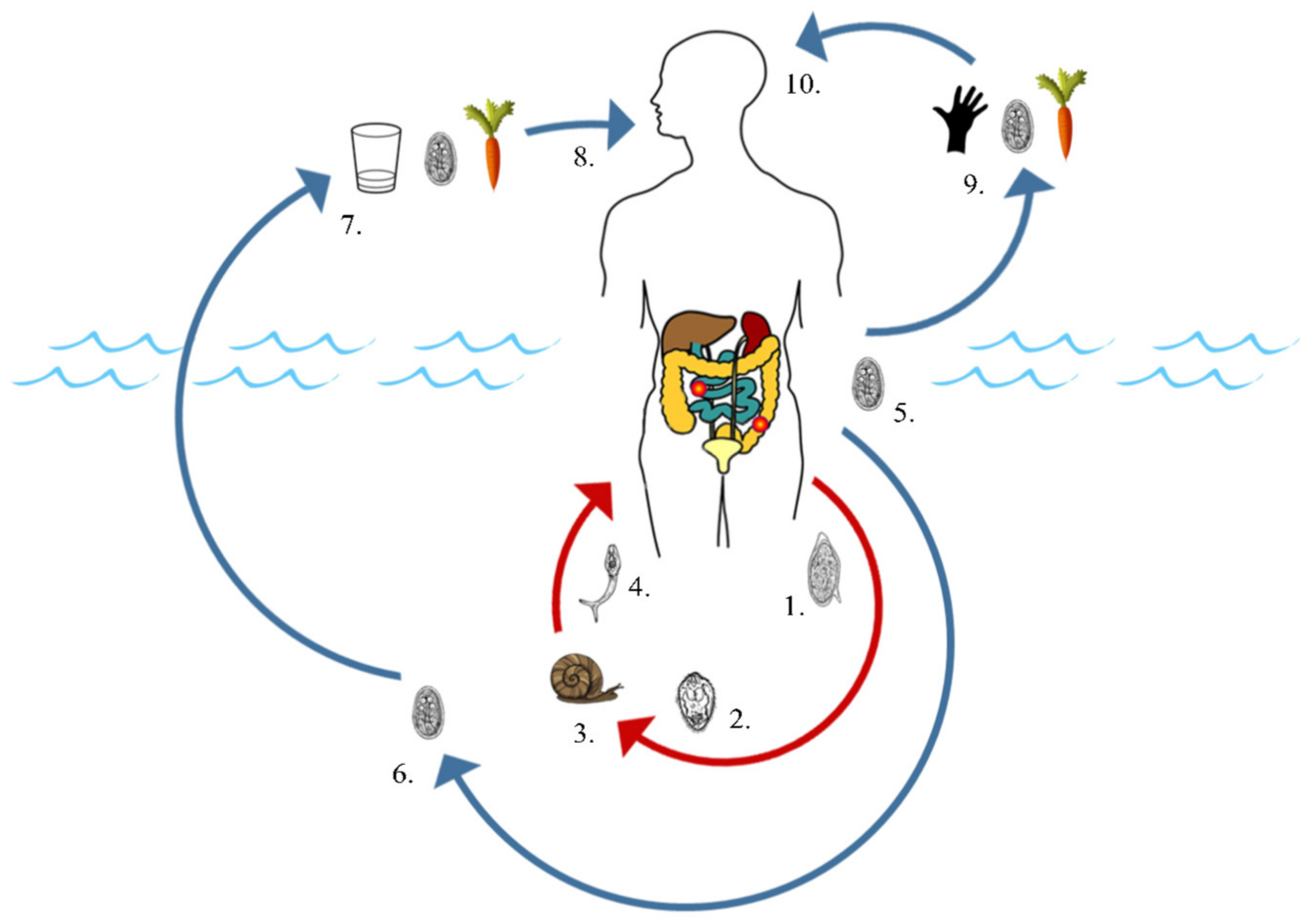 helminths giardia tratament