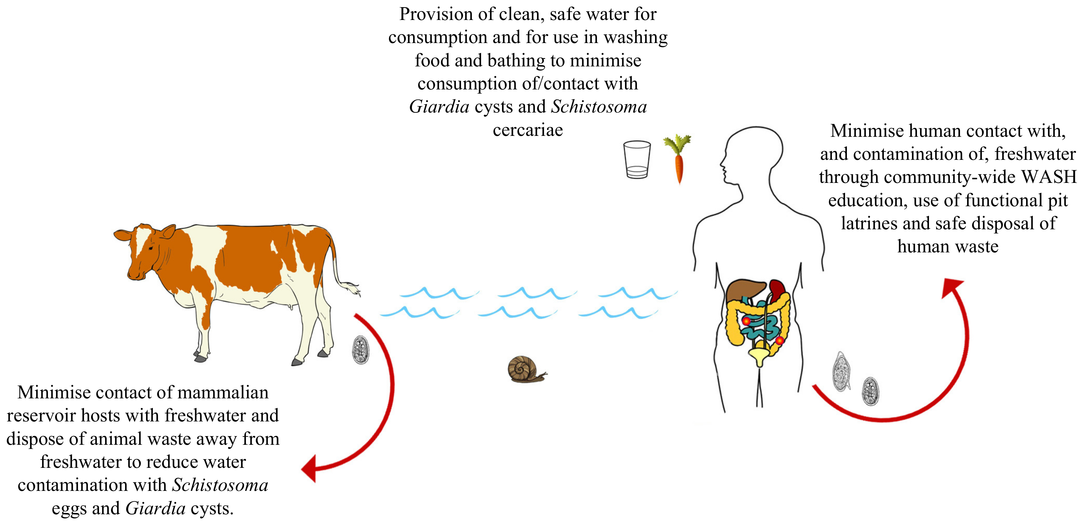 Giardia species in humans, [Cryptosporidium and Giardia as water contaminant pathogens in Hungary].