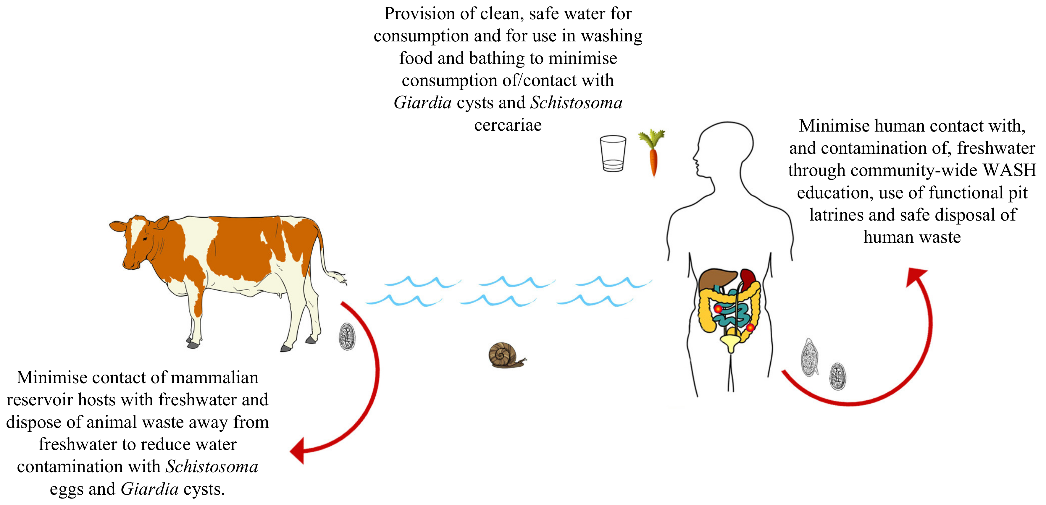 giardia species specific)