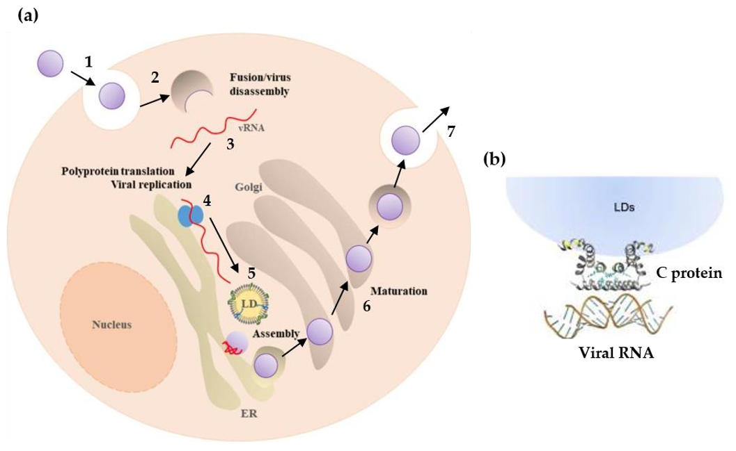 Tropicalmed 05 00150 g002
