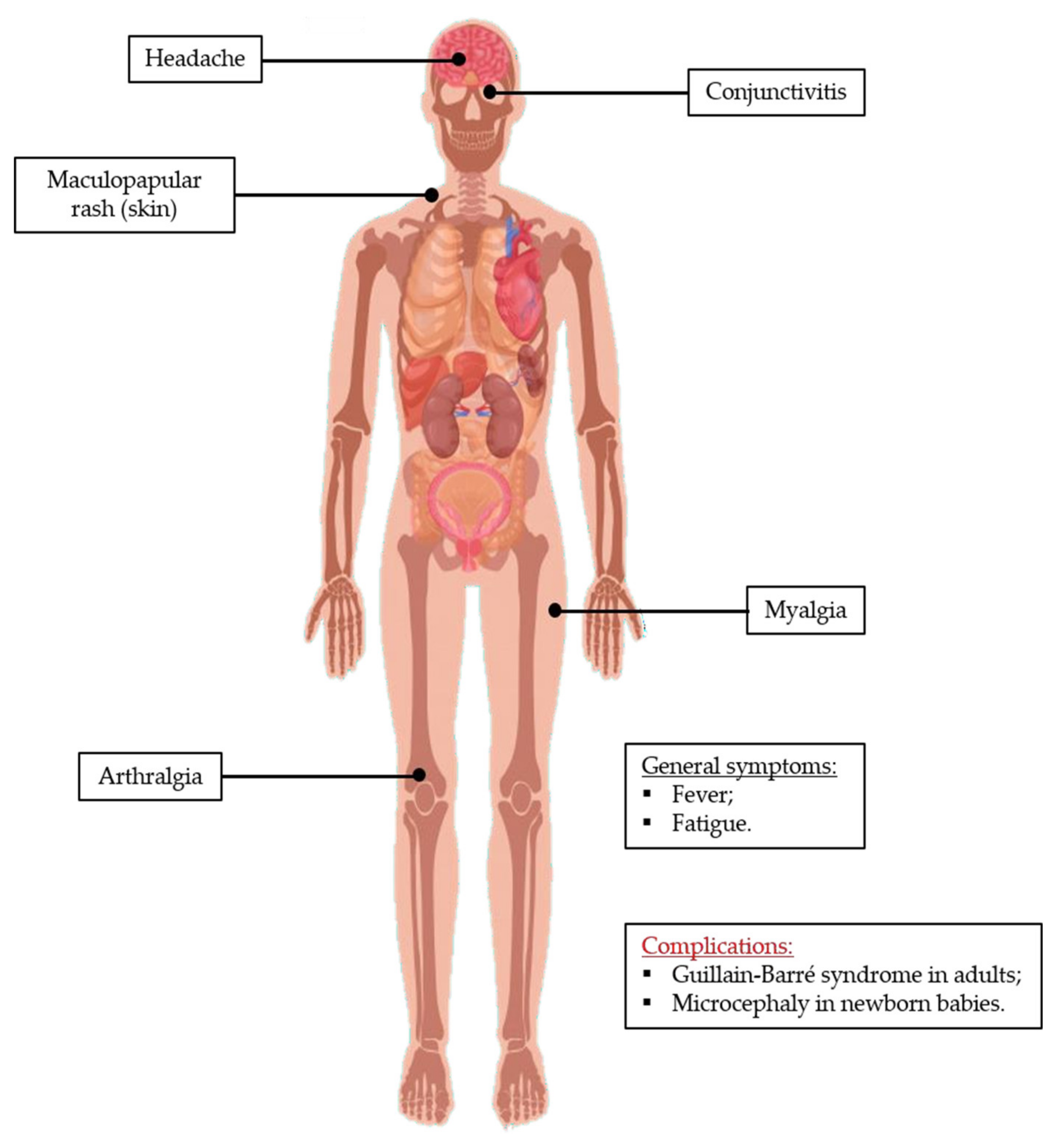 Tropicalmed 05 00150 g006