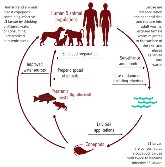 TropicalMed Free FullText A One Health Approach for Guinea Worm Disease Control Scope and