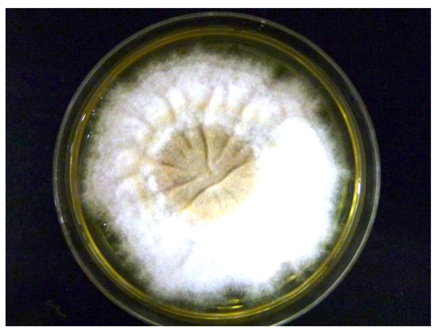 Tropicalmed 06 00009 g003