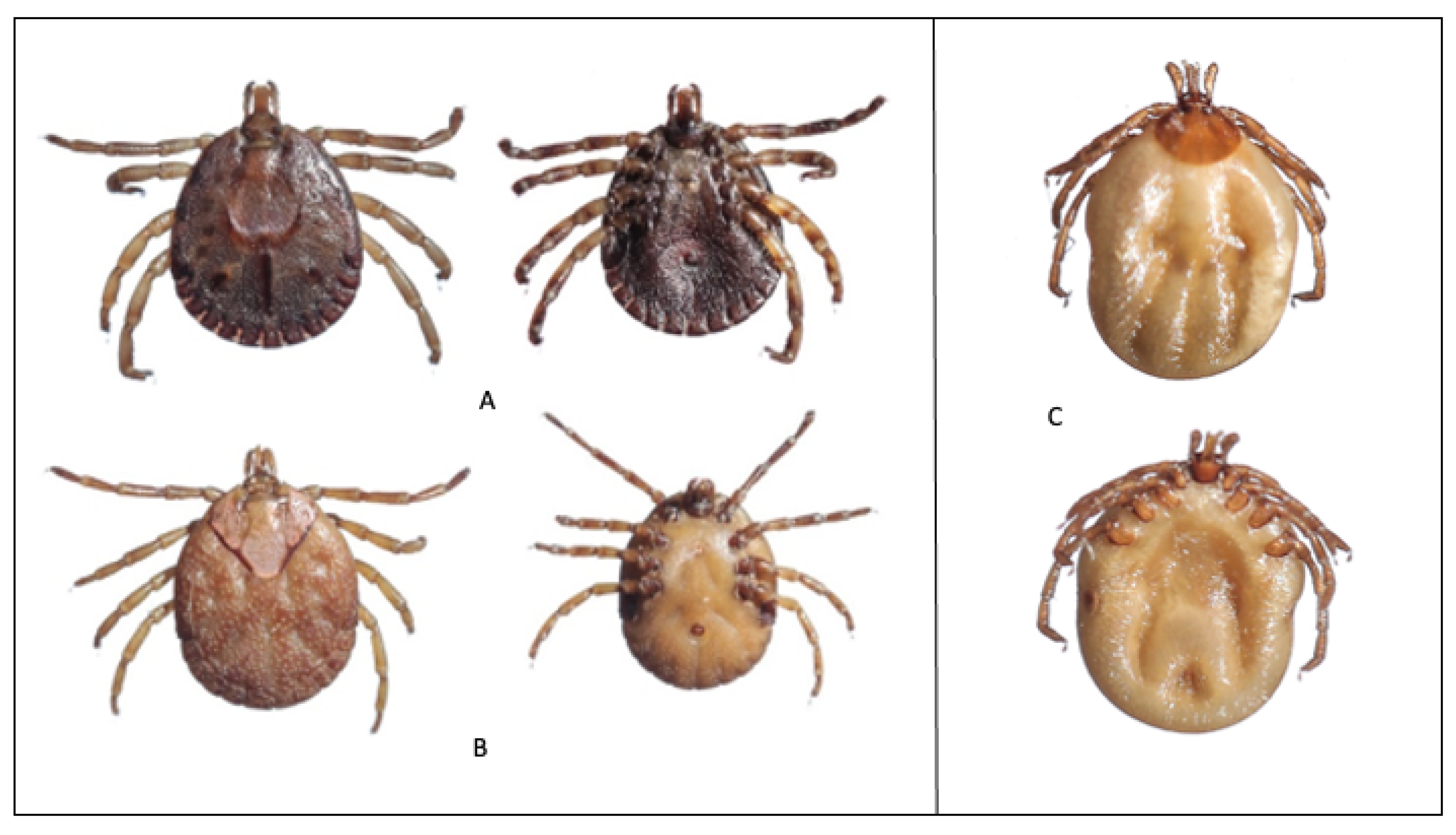 Tropicalmed 06 00027 g004