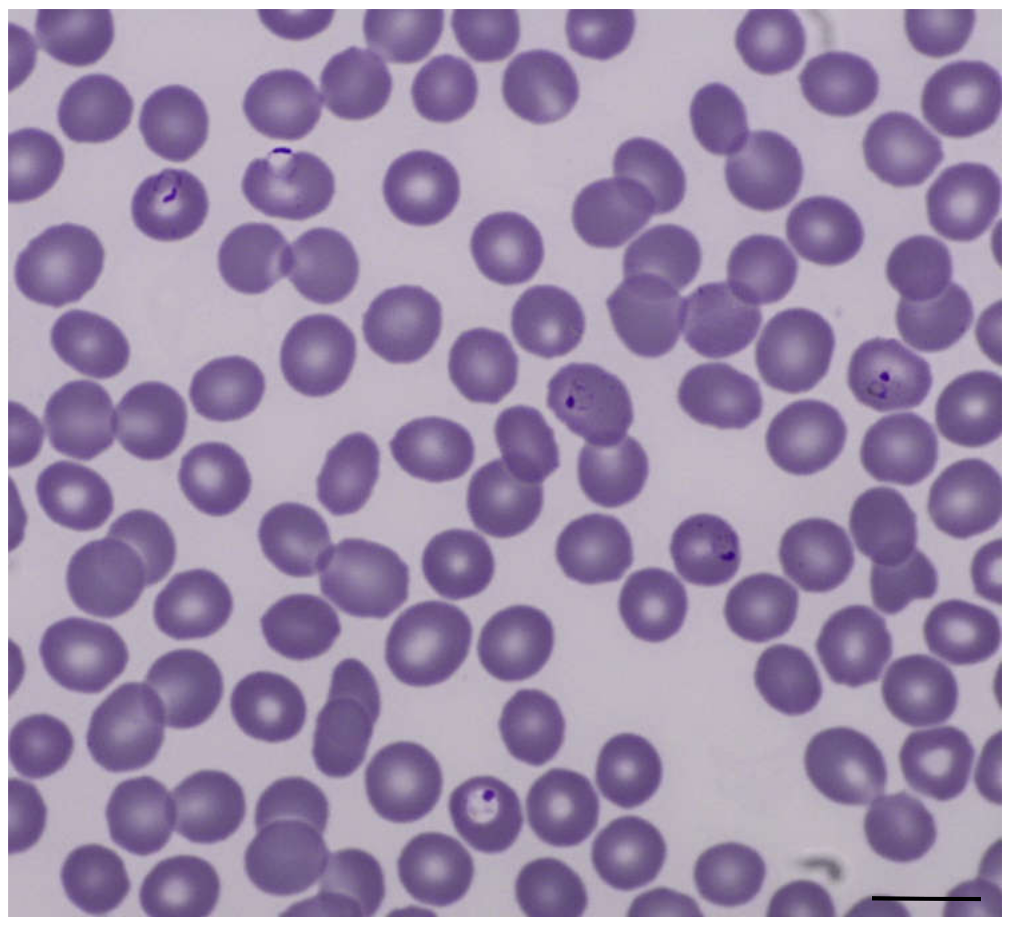 Tropicalmed 06 00040 g002 Tropicalmed 06 00040 g002