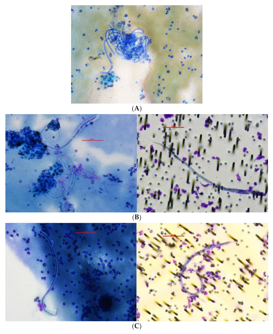 Tropicalmed 06 00044 g001 Tropicalmed 06 00044 g001