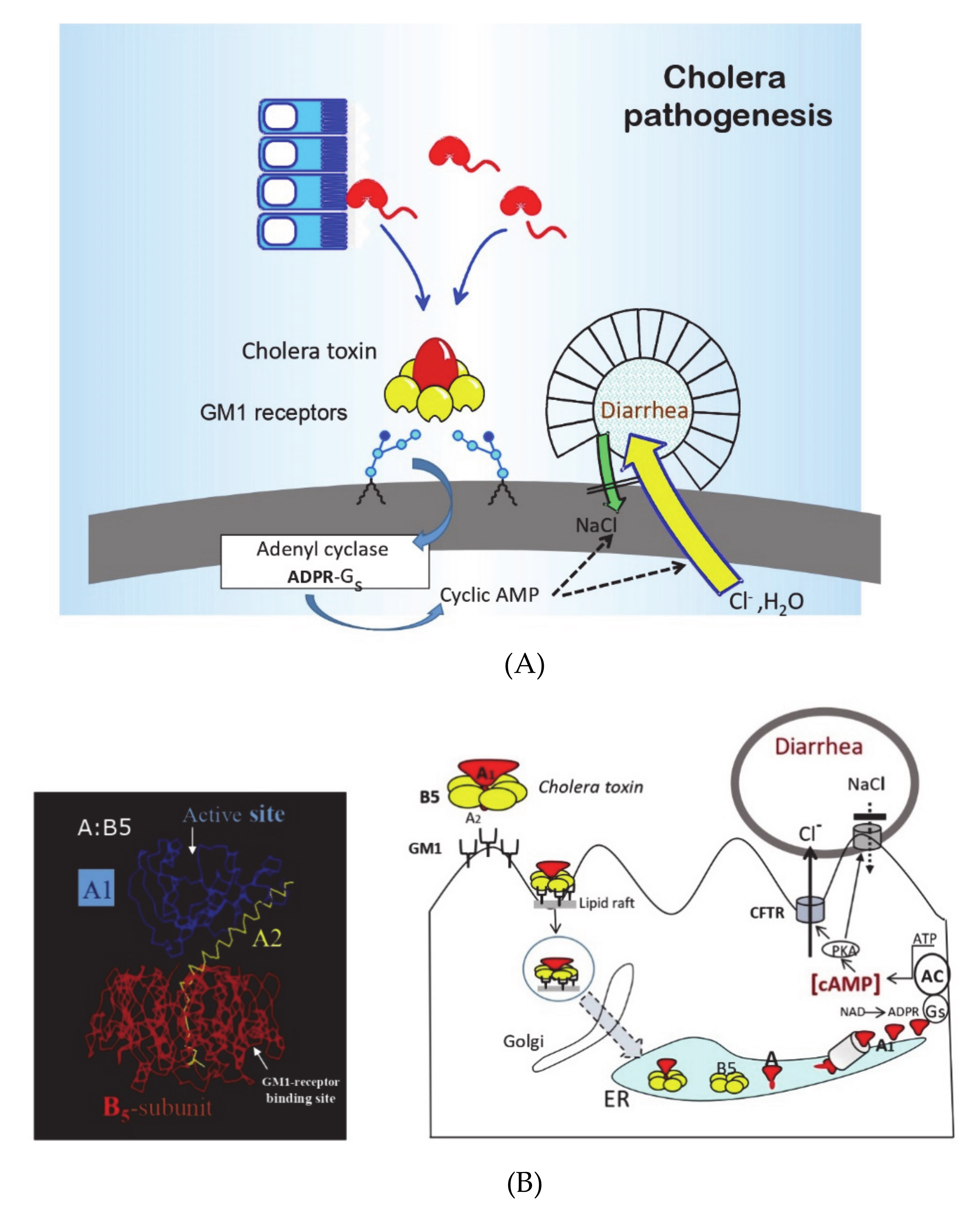 Tropicalmed Free Full Text An Update On Cholera Immunity And Current And Future Cholera Vaccines