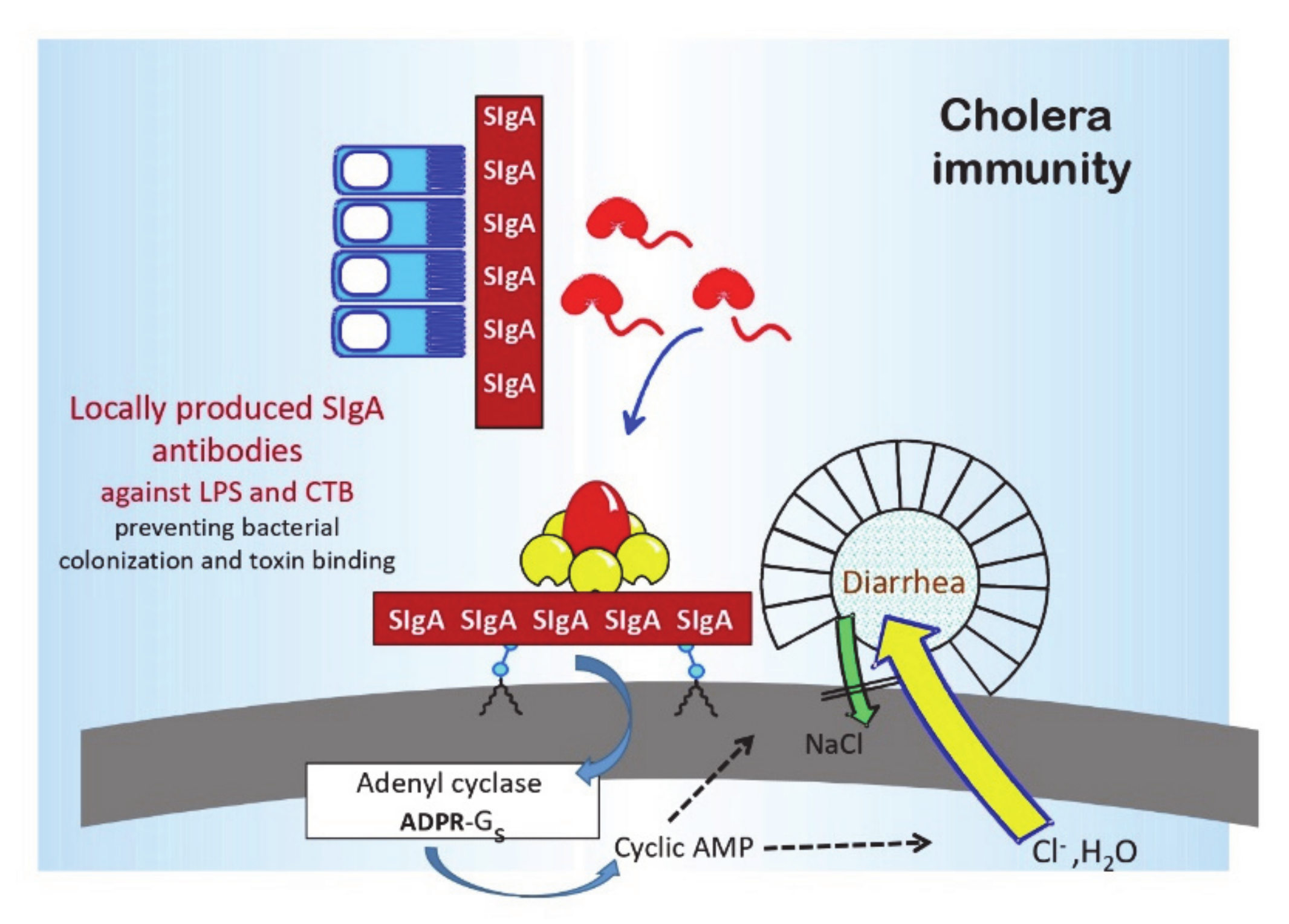Tropicalmed 06 00064 g002