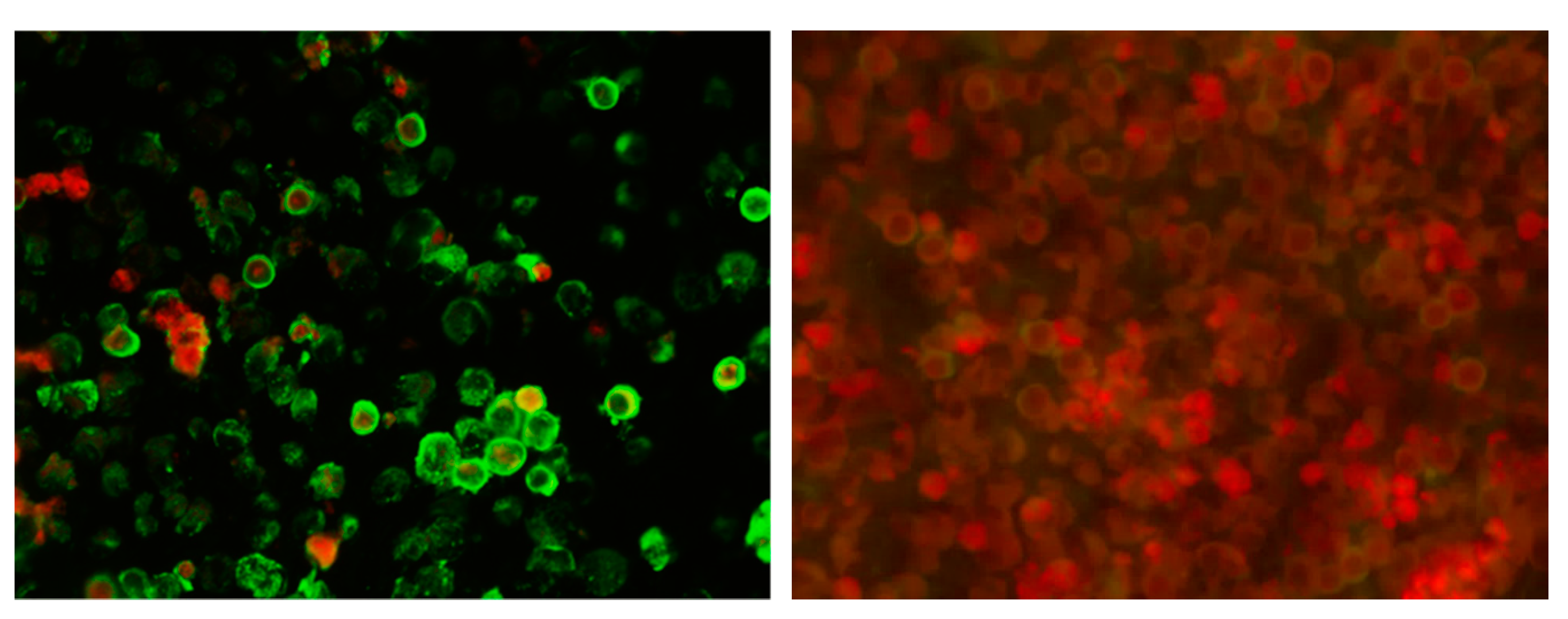 Tropicalmed 06 00067 g001 Tropicalmed 06 00067 g001